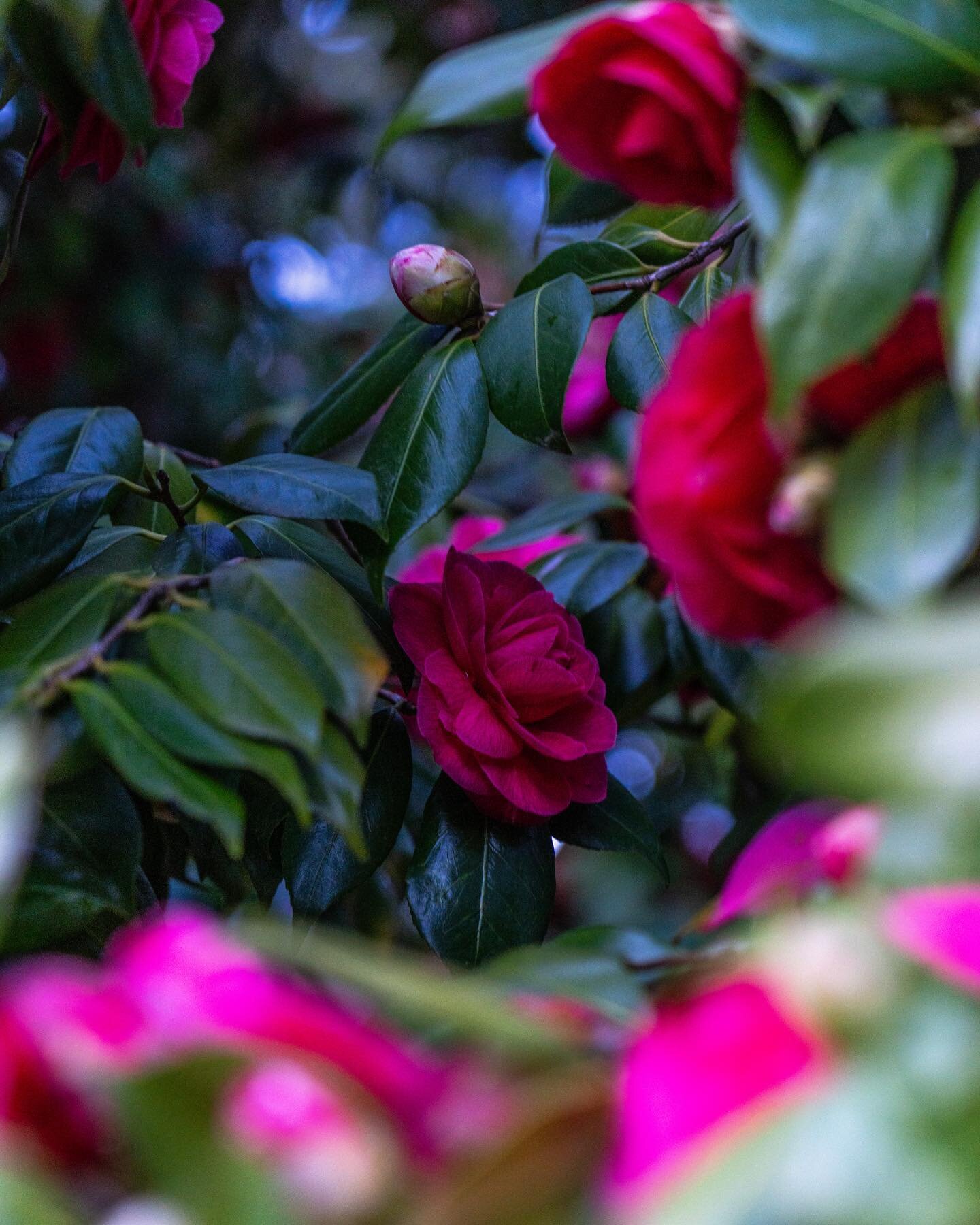 There is always beauty hiding in the shadows 🌹

#sonyalpha #camellia #flowertree #beauty #moodyphotos