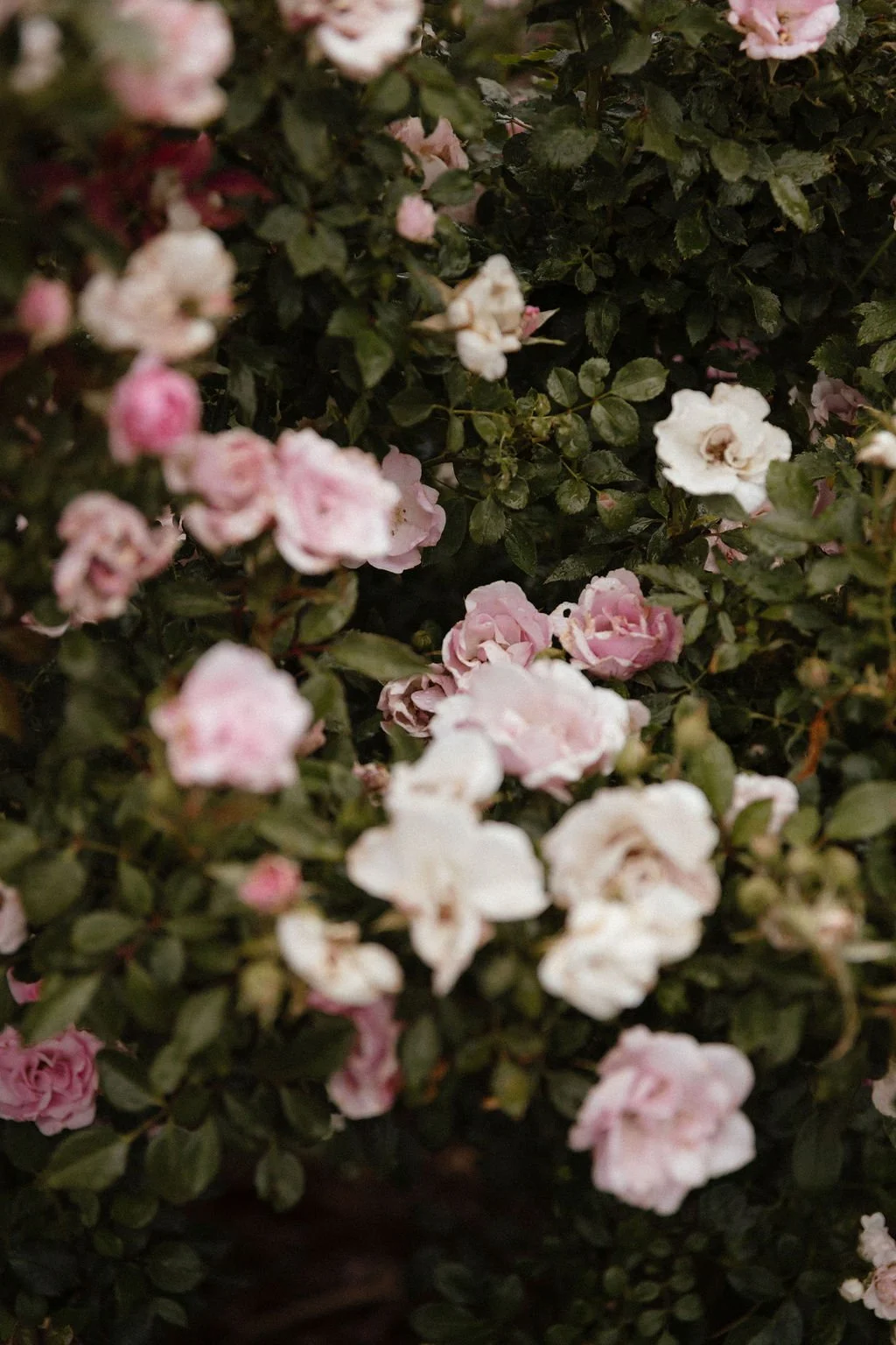 TheEvergreenWedding-KimryandBlaine-7426.jpg