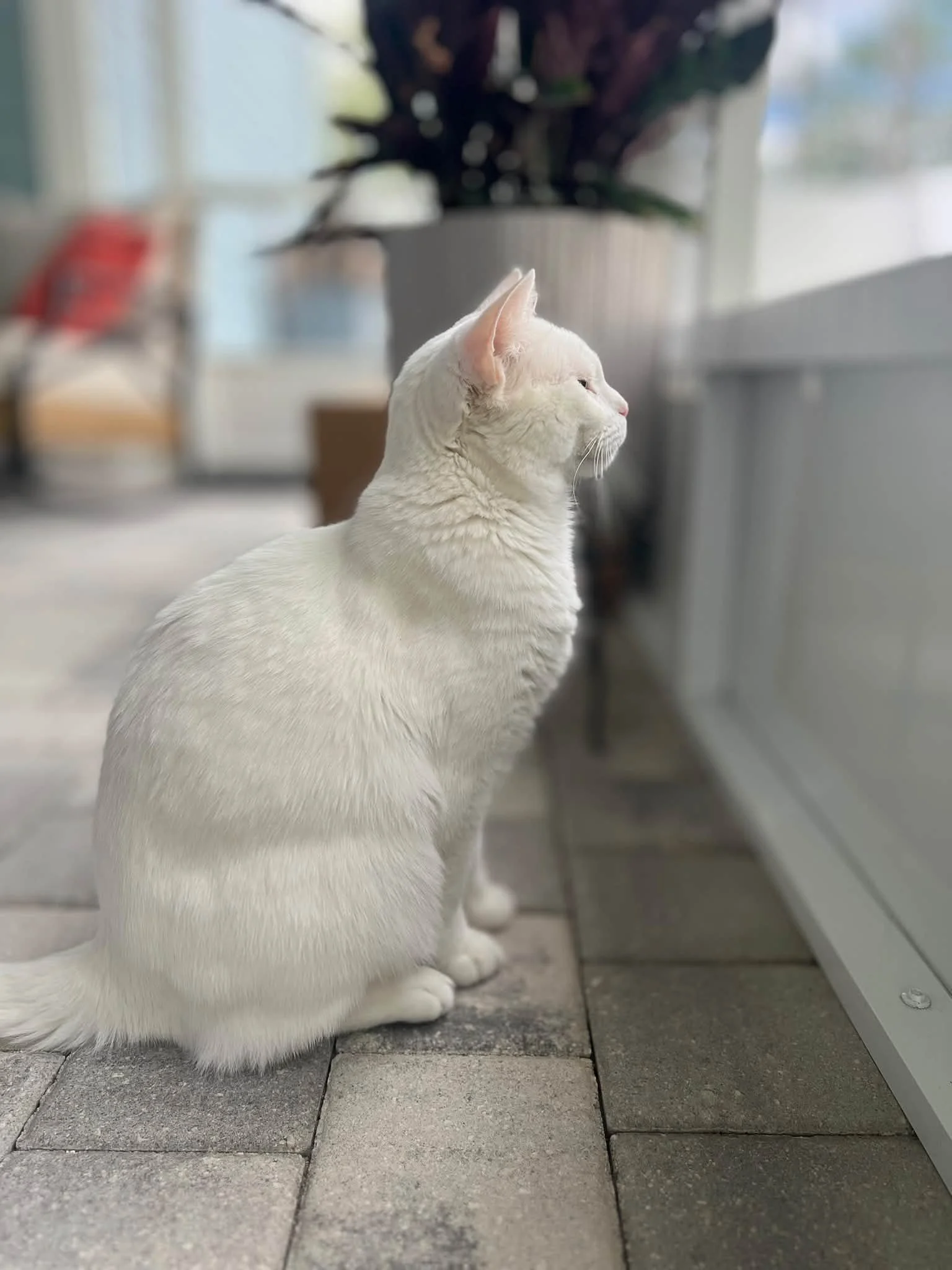 The biggest compliment for me is trusting me to take care of your pet 🥹 

Biscuit.