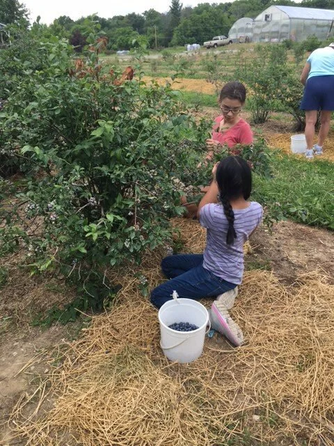5 Reasons to Pick Blueberries!