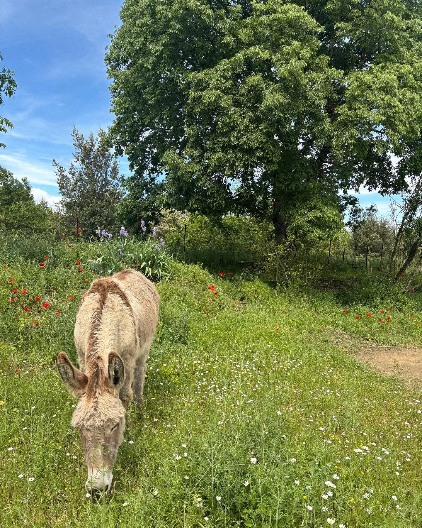 Une m&eacute;t&eacute;o qui pla&icirc;t &agrave; nos &acirc;nes, herbes &agrave; volont&eacute;! 
.
.
.
#uzesfrance#uzes#masfromentin#wedding