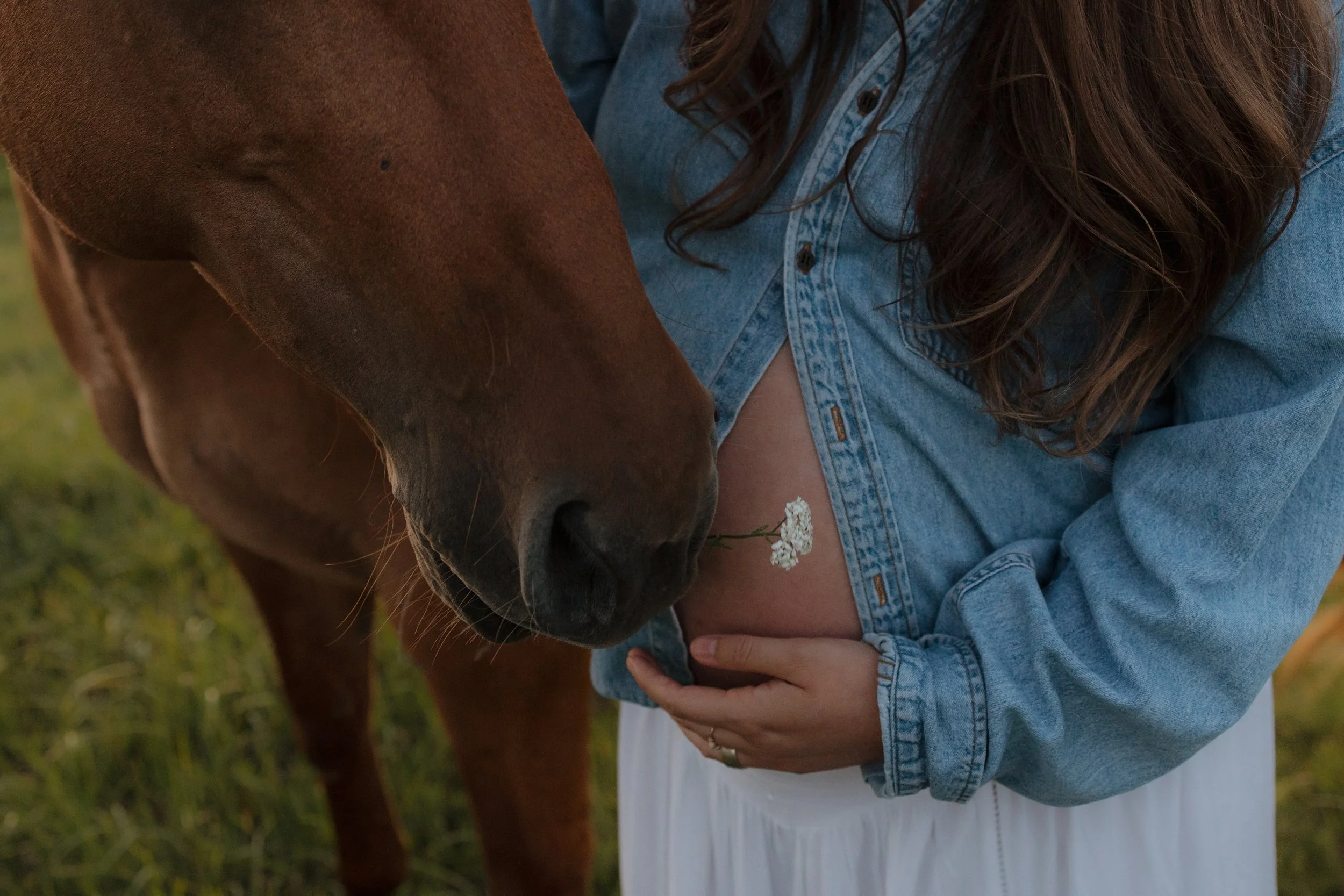 A person with long brown hair wearing a denim jacket rests their hand on their pregnant belly, with a small white flower tucked between their skin and the jacket, while a brown horse leans in to nuzzle its nose against the belly.