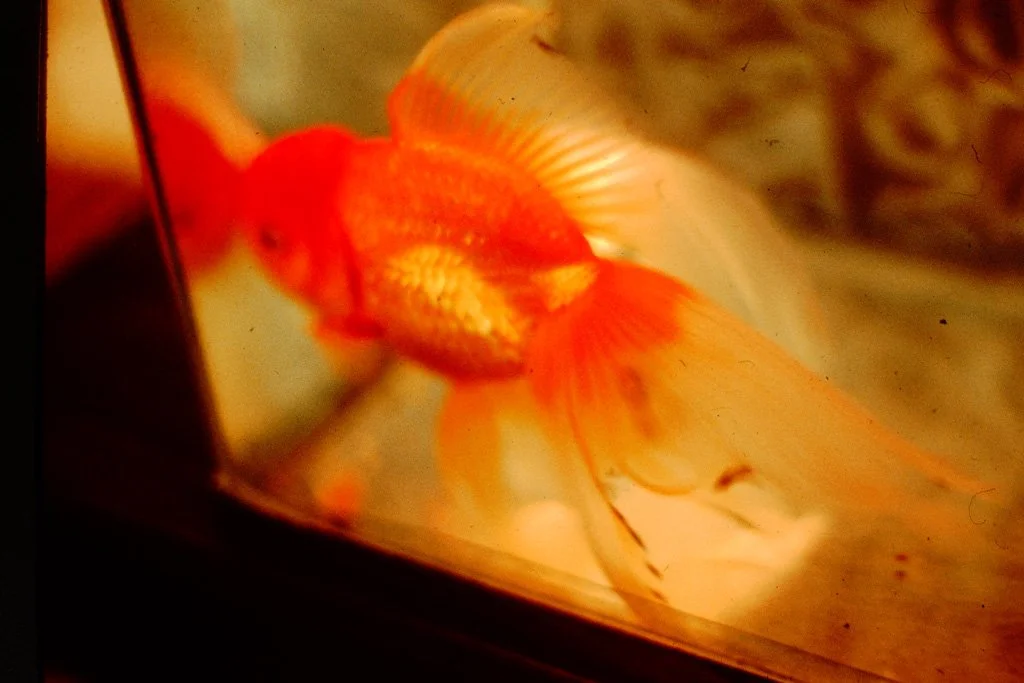 PICT0029.jpg