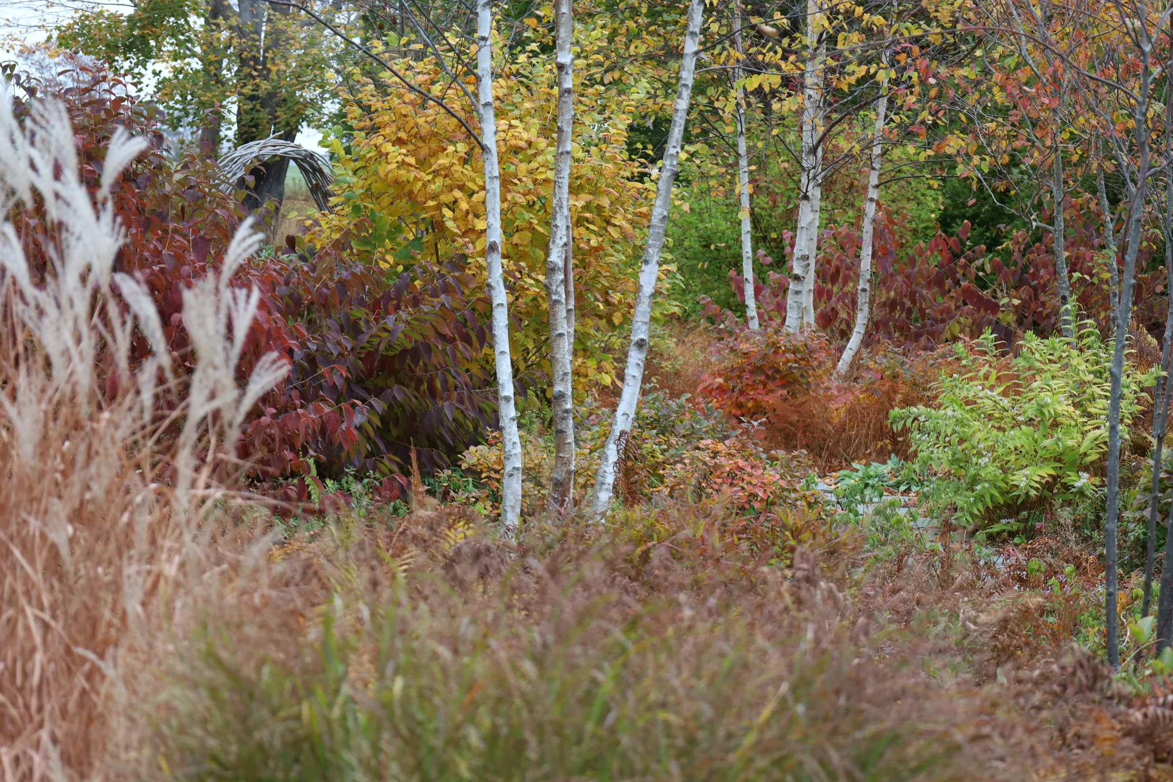 A colorful autumn landscape with white-barked trees, yellow, red, and green foliage, and tall grasses in the foreground.