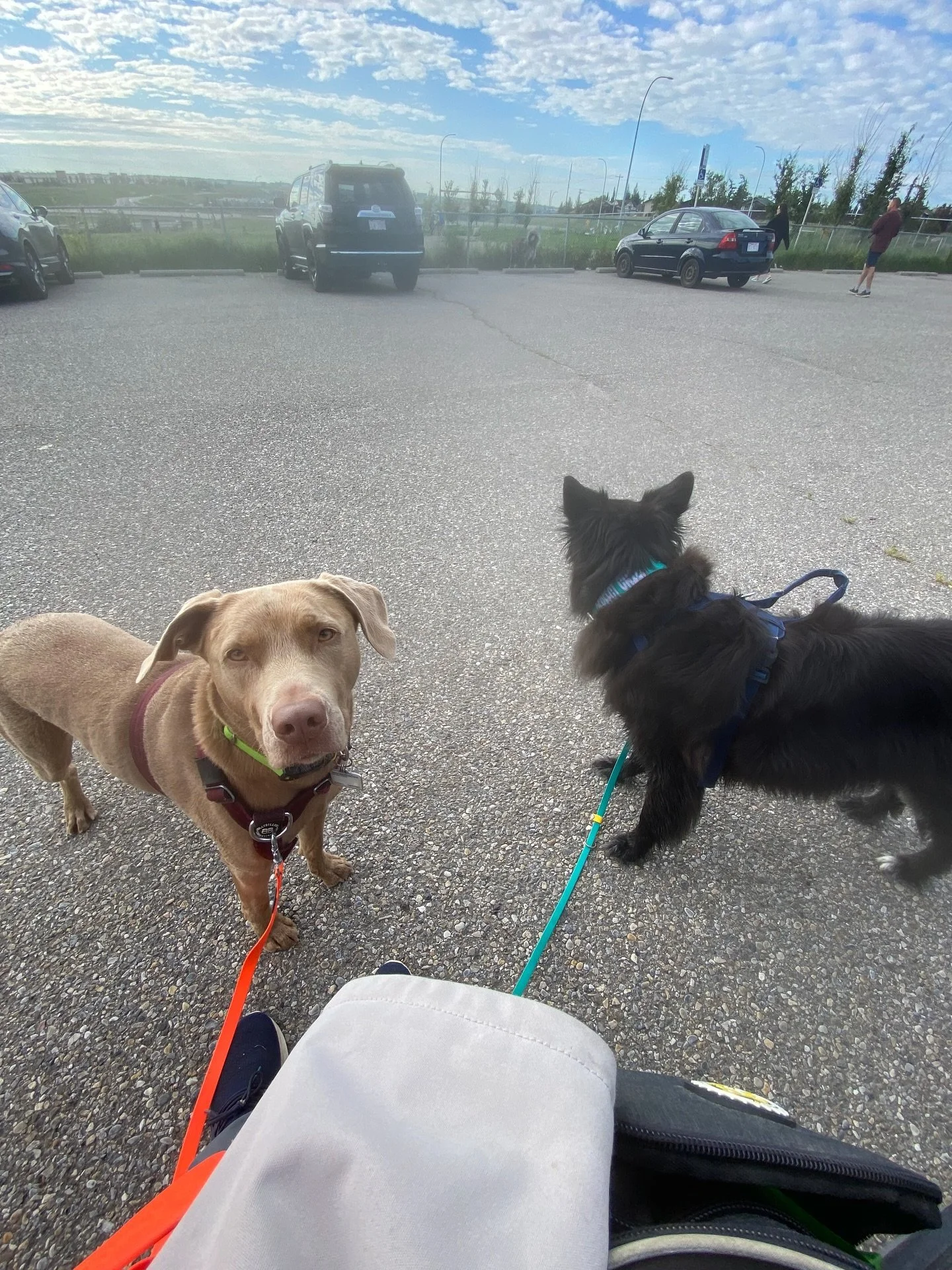 After our walk in Confluence Park last Sunday, I decided to sit outside the Beddington fenced in dog park for about 15 mins. 

This is what I learned: 

1️⃣ About 70% of owners follow leash laws. Some left the park or car without their dog leashed (o