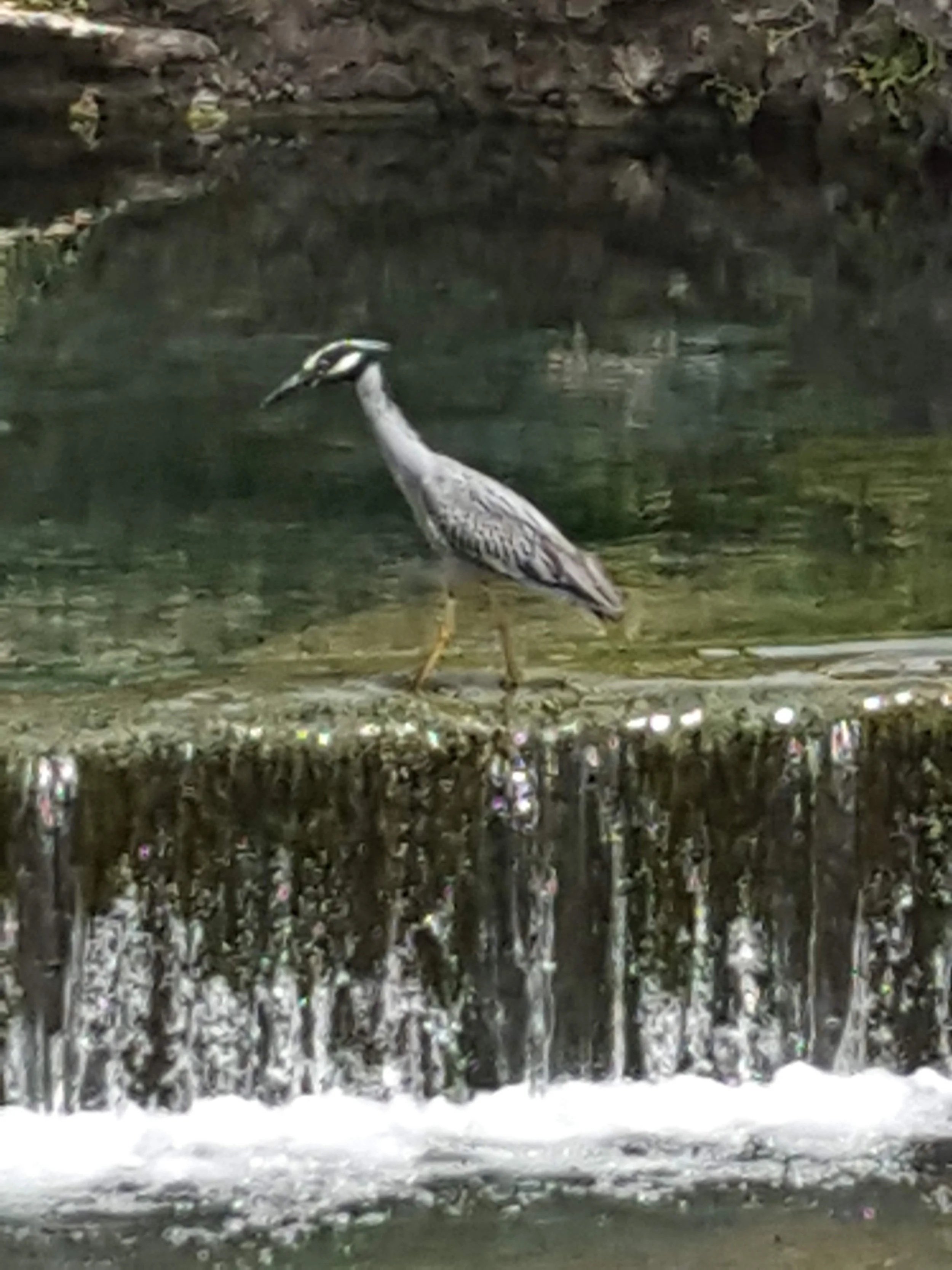 Singing Waters
