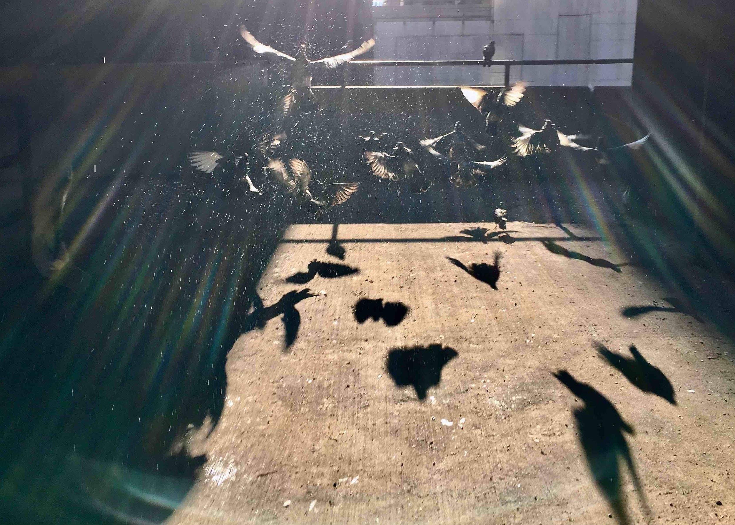 Cloud of Wings, Pigeons | Chicago, IL