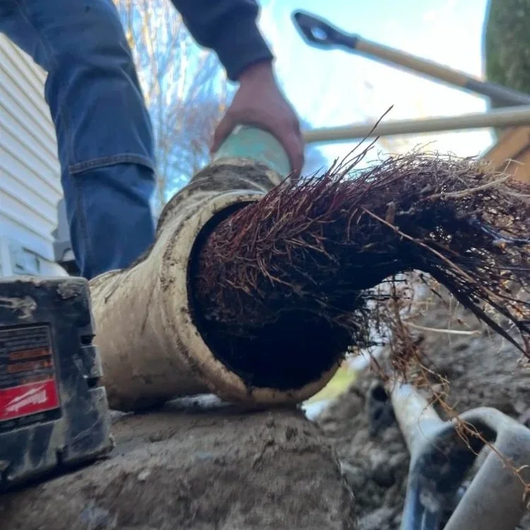 Pipe with tree roots clogging the inside