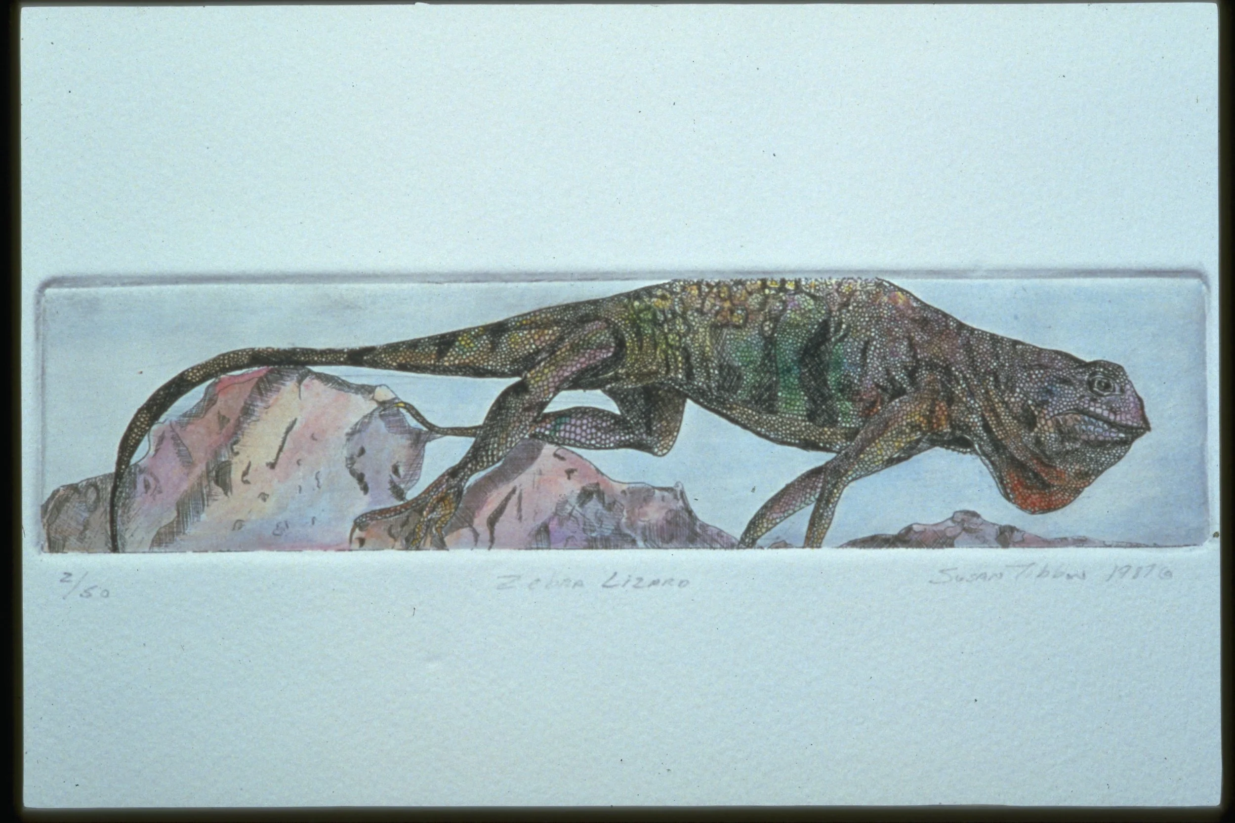 SMALL ZEBRA LIZARD - Intaglio and Watercolor - 12"X4" - This is the prototype of my life-sized intaglio of a Zebra Lizard.