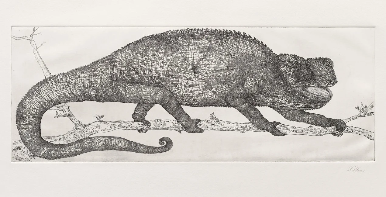 CHAMELEON (B&W) - This is an example of the depth that is given to the print once color is applied.