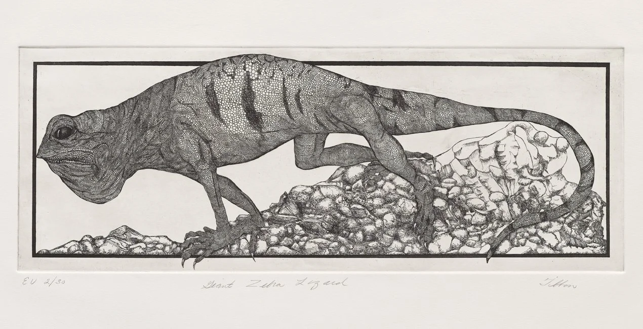 GIANT ZEBRA LIZARD (B&W) - Intaglio and Watercolor - 24"X9" - Zebra Lizards reveal a beautiful black and white shadowing along with delicate rainbow hues.