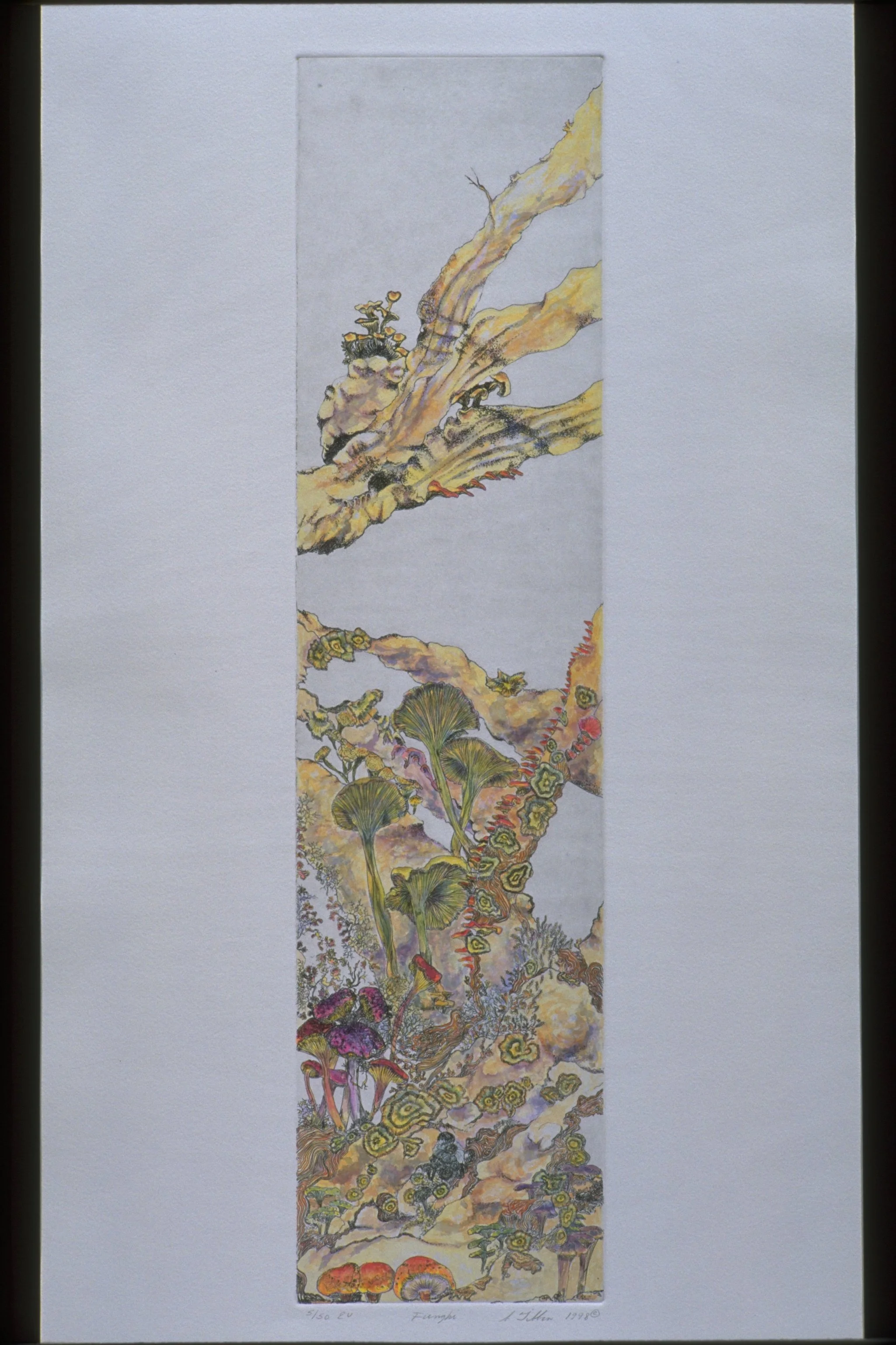 F is for - FUNGI - Intaglio and watercolor
9"X24" - Inspired by  a 19th century mycologist (Elisabeth Browning). Though it is doubtful that the various species depicted would fruit together, their beauty and importance made for a wonderful and fancif