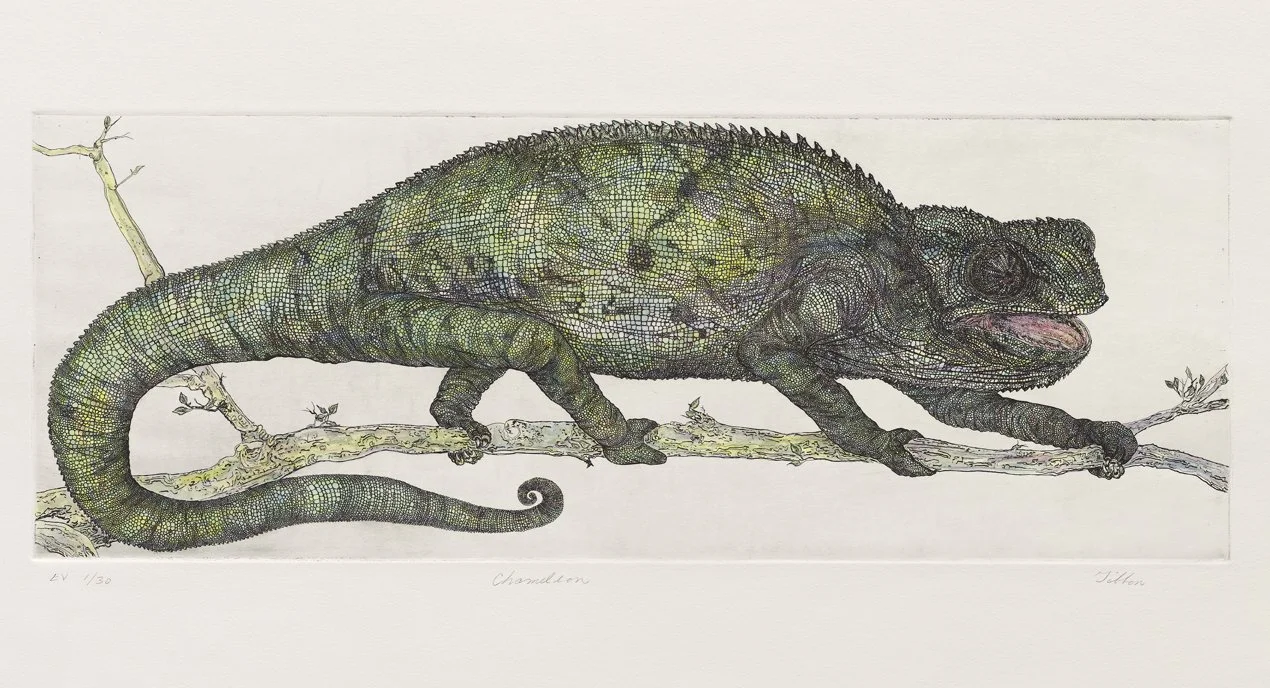 CHAMELEON - Intaglio and watercolor - 
24"x18" - An edition of this work was awarded First Place at the first annual Bay Area Counties Sheridan Art Prize and is part of the permanent collection at the Library of Congress.

