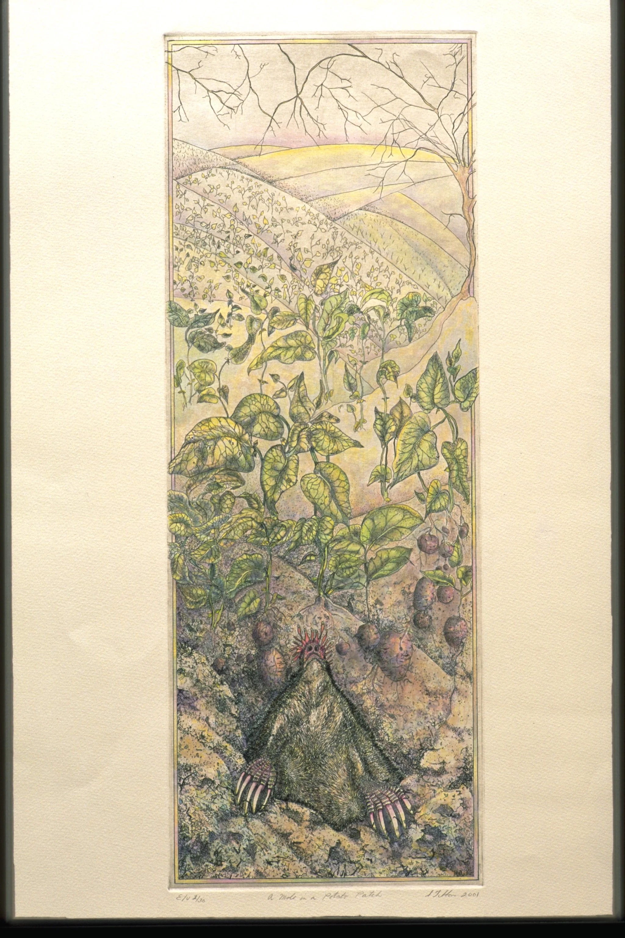 P is for - POTATO - Intaglio and watercolor
9"X24" - A mole in a potato patch is the epitome of happiness!