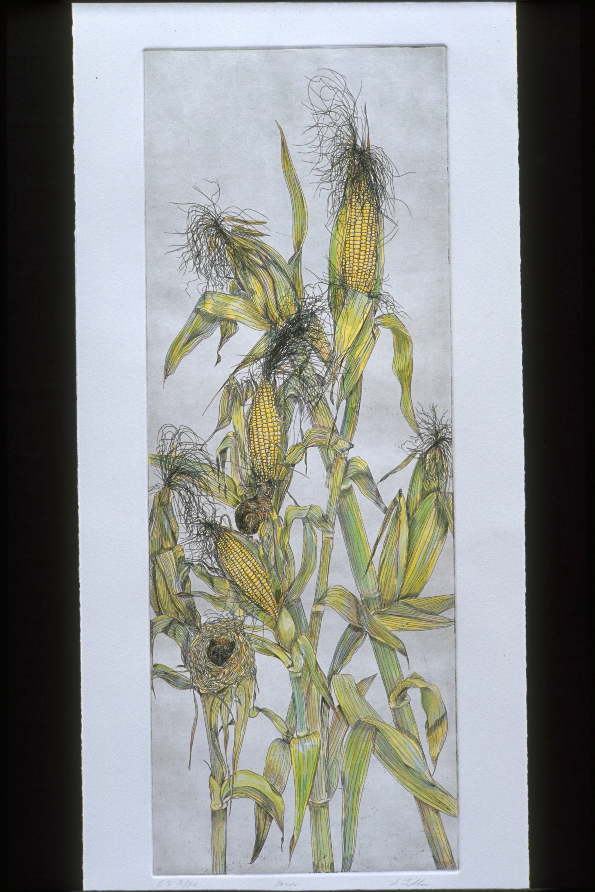 M is for - MAIZE - Intaglio and watercolor
9"X24" - Some take exception to the tiny mice feeding.  Some predation is expected (and often beneficial) in a biodynamic garden.