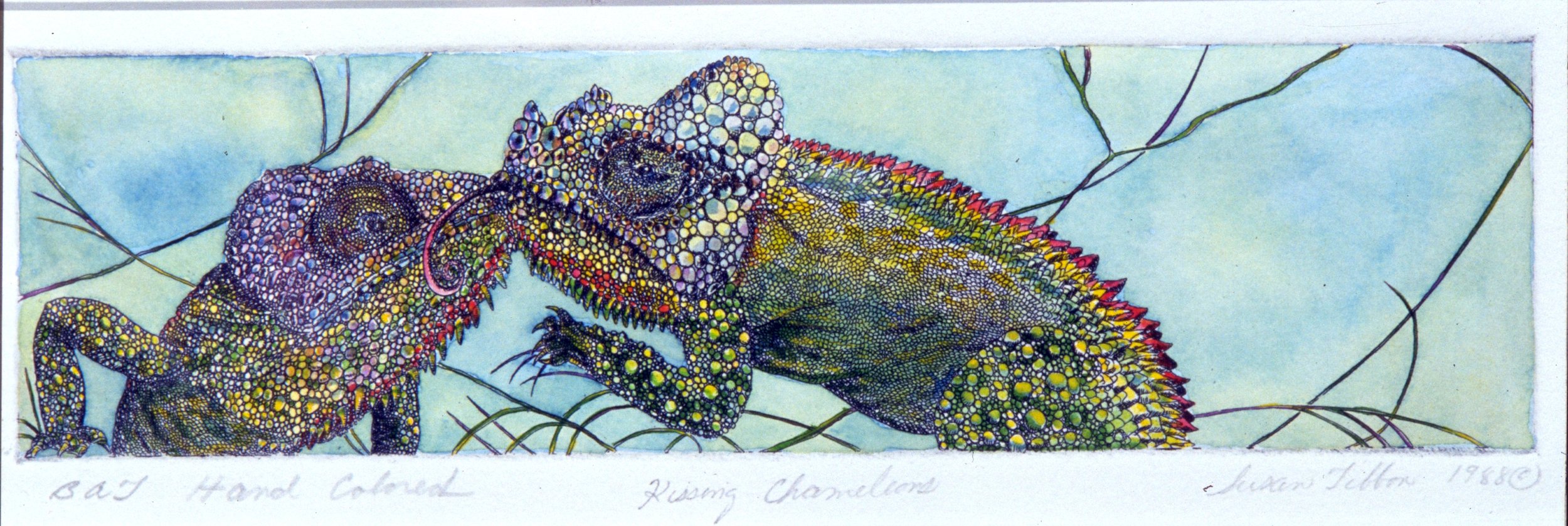 KISSING CHAMELEONS - Intaglio and Watercolor - 24"X9" - With such beautiful skin and adaptability, we hope they can survive their disappearing habitat.