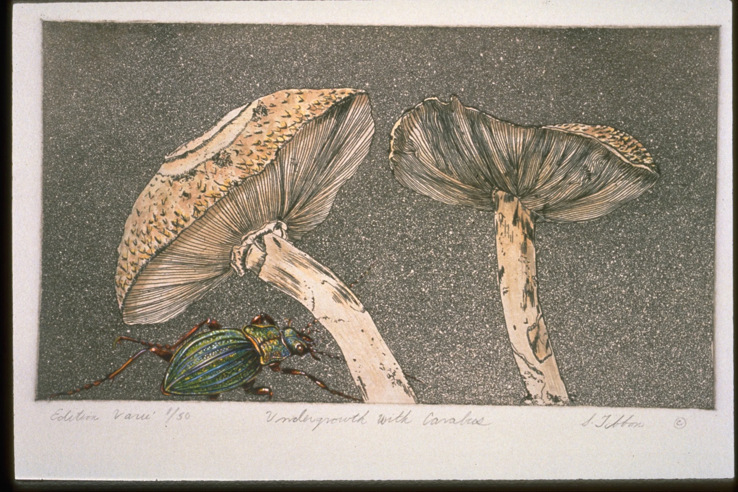 MUSHROOMS WITH CARABUS - Intaglio and watercolor - 9.5"X6" - Mushrooms are fruitbodies of a mycelial network that live in the soil. These networks (especially the mycorrhizal) are the most important features of a well developed soil.
