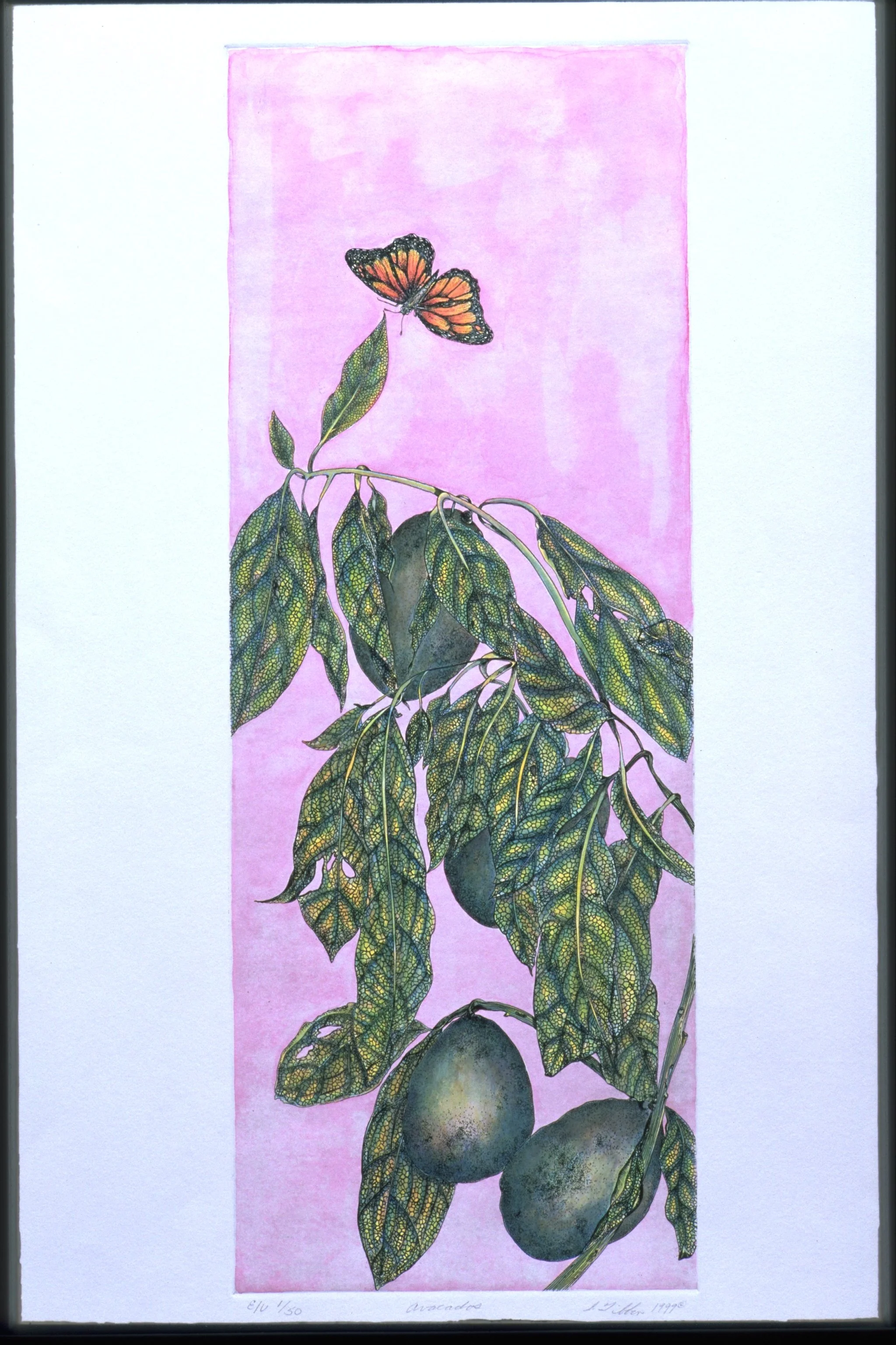 A is for  - AVOCADO - Intaglio and watercolor
9"X24" - Susan planted an Avocado seed at her apartment when she first moved in. While it never produced any avocados, the tree is now 3 stories tall.