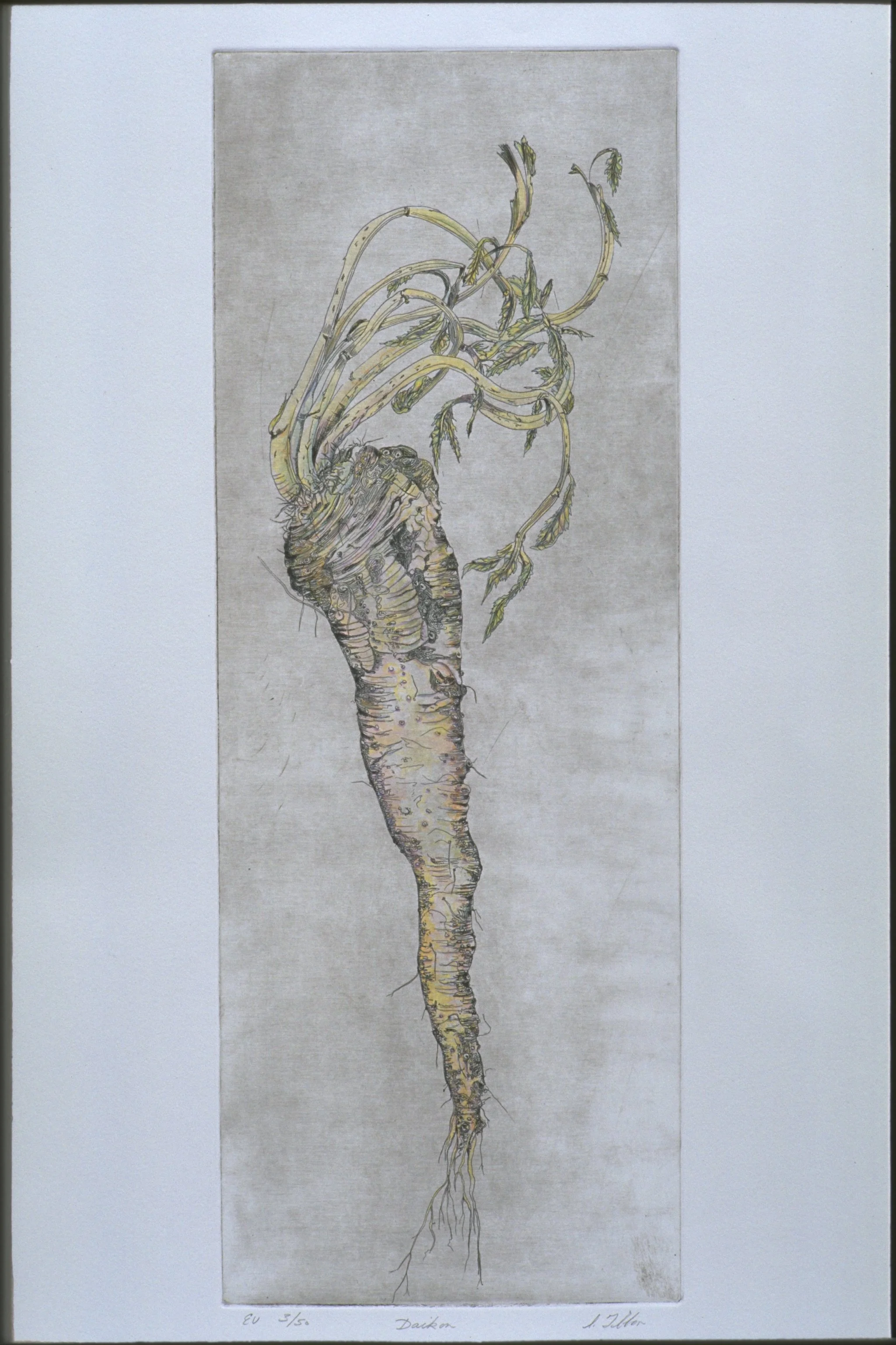 D is for - DIAKON - Intaglio and watercolor
9"X24" - Valuable for improving dense soil as well as the material used for carving the "shank bone" for our Passover Seder. Did I mention that it's delicious?