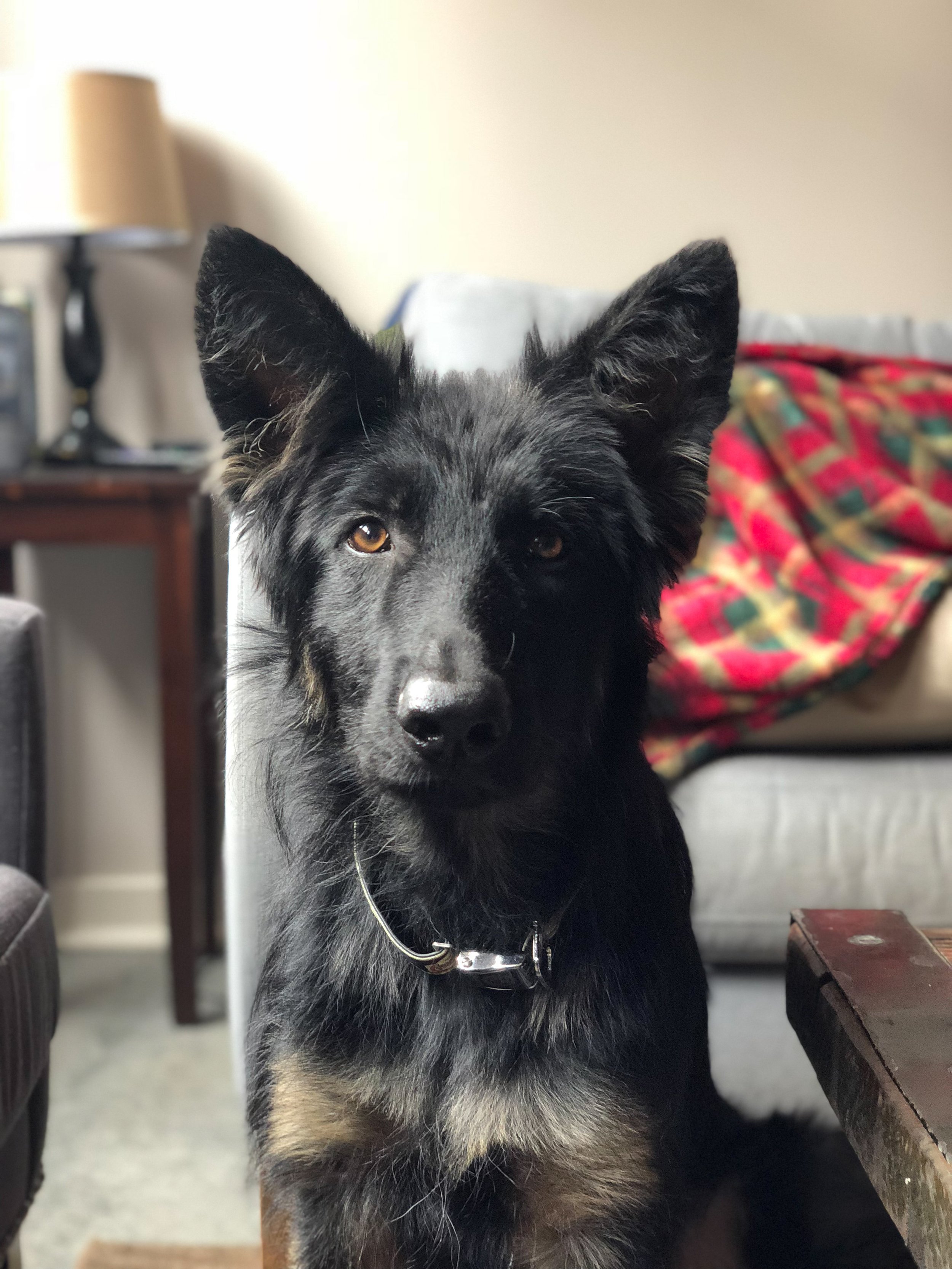Stray Highway Pup