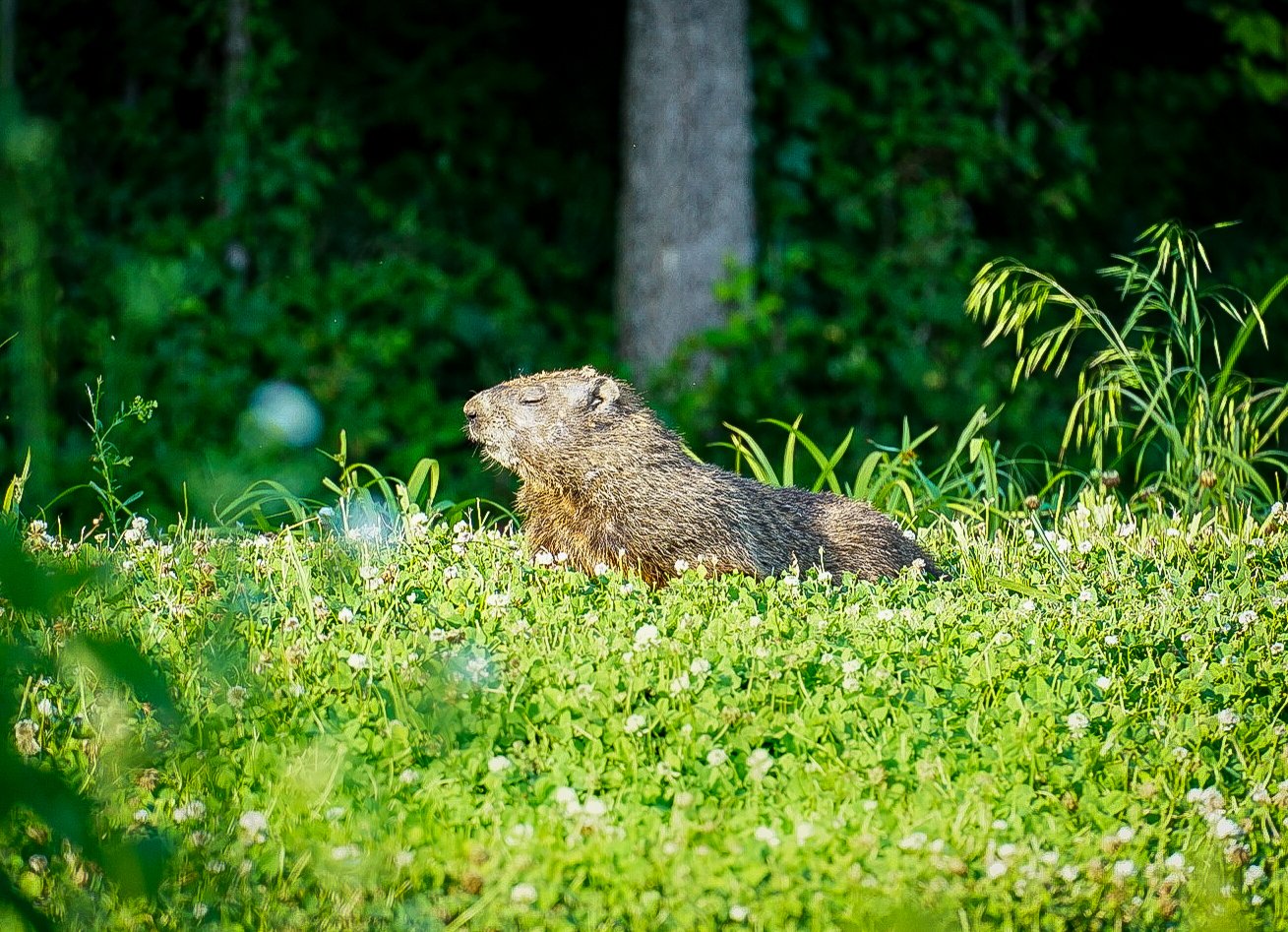 Sunbathing at Parkville Nature Sanctuary