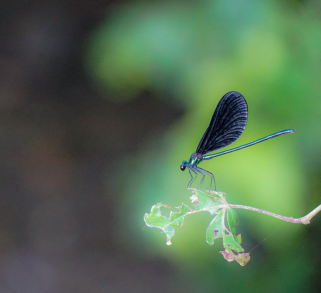 Dragonfly