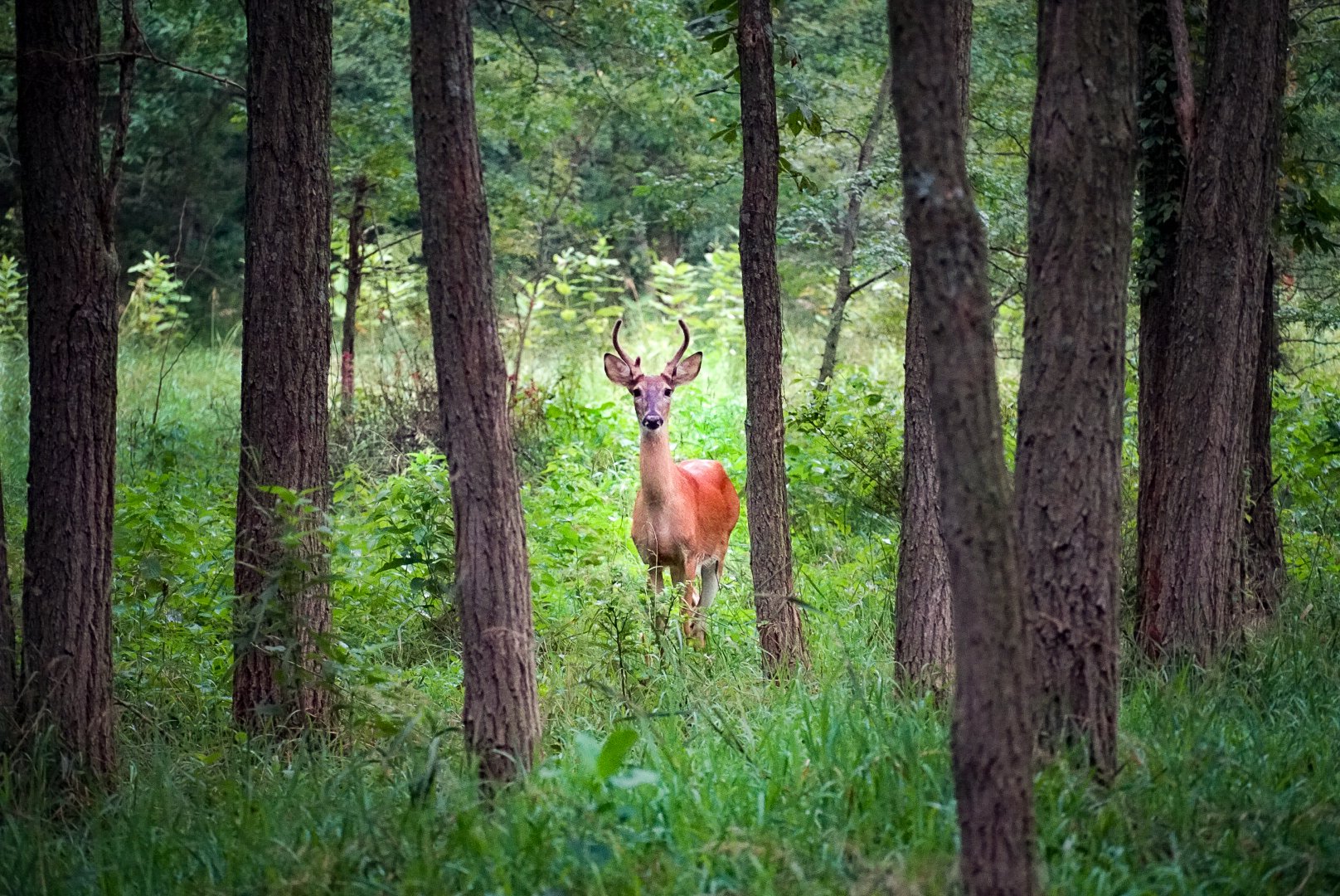Misty Morning Young Buck