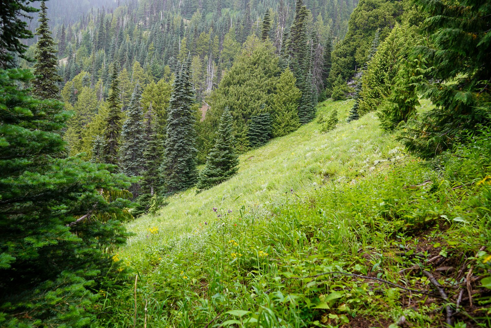Clearing in Olympic National Park