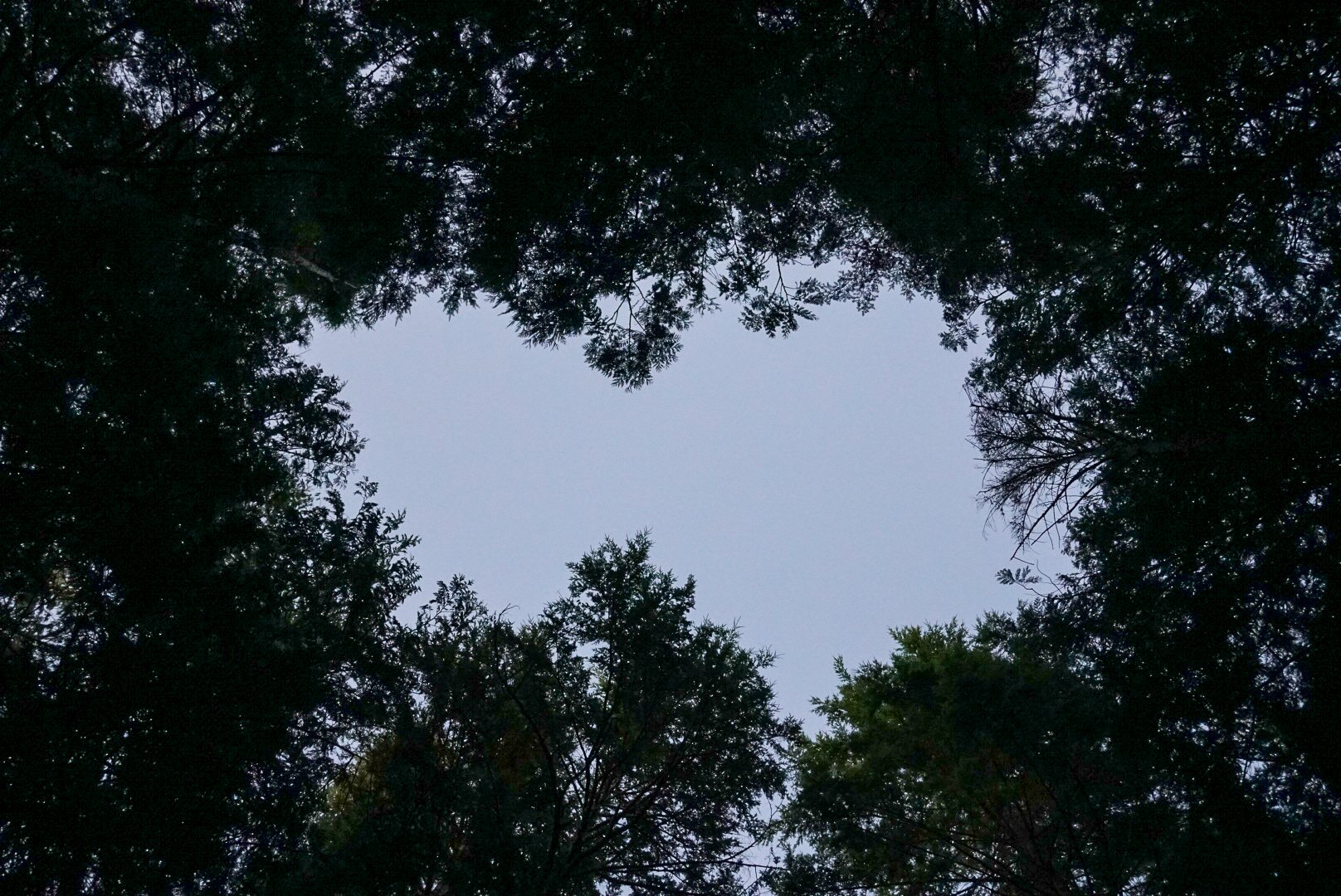Tree Opening at Cape Flattery