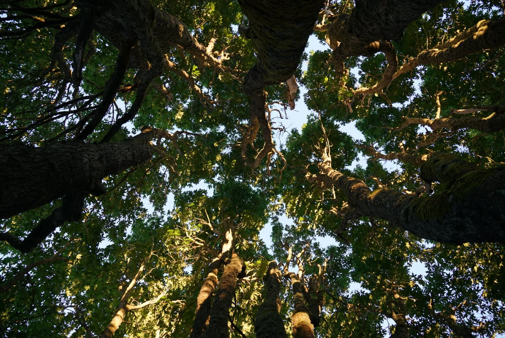 Looking up in Discovery Park