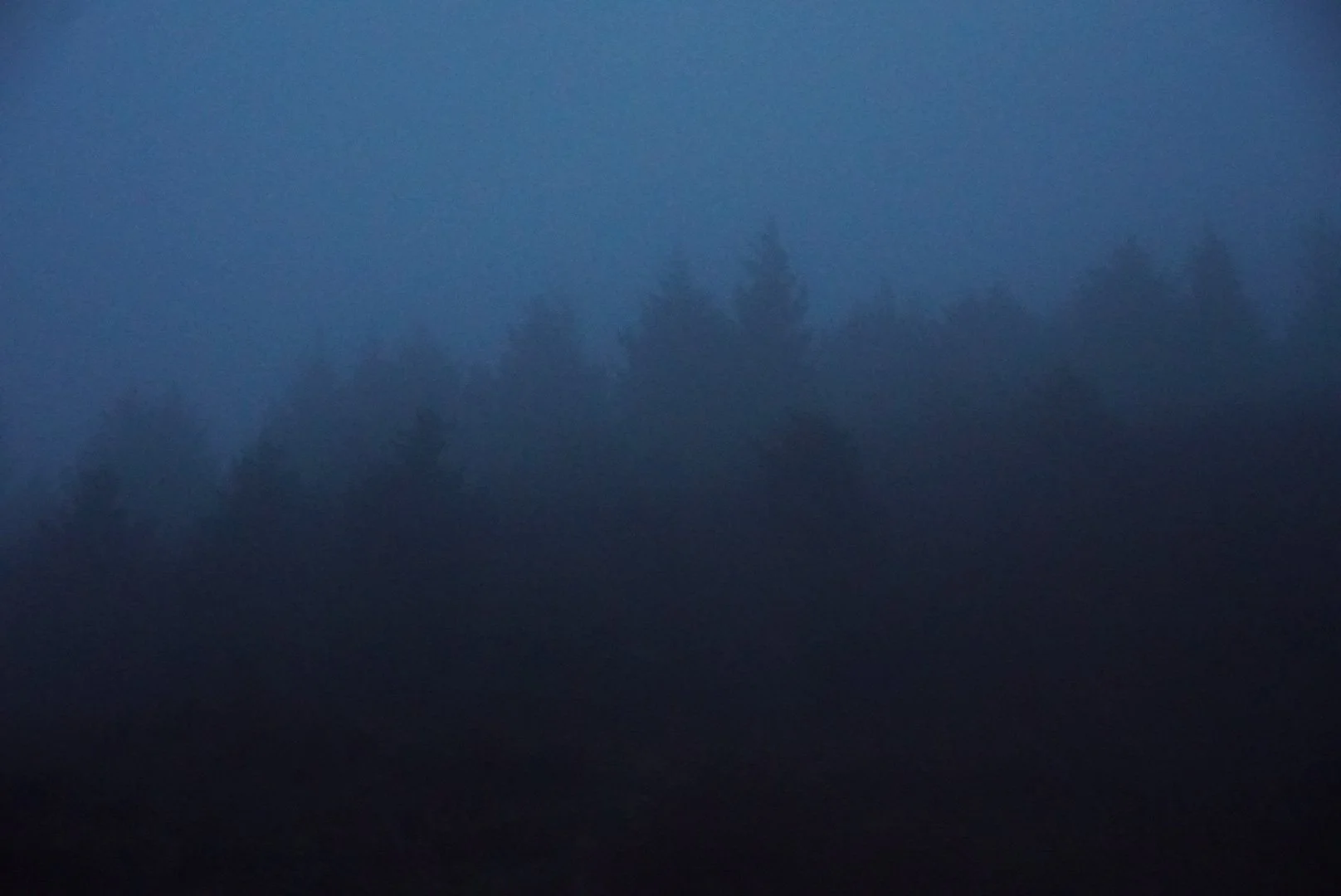 Spooky Trees on the 101