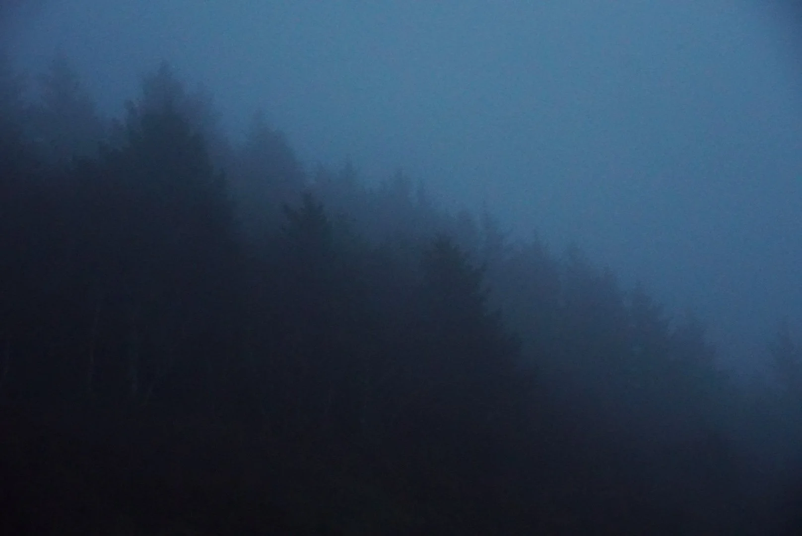 Spooky Trees on the 101