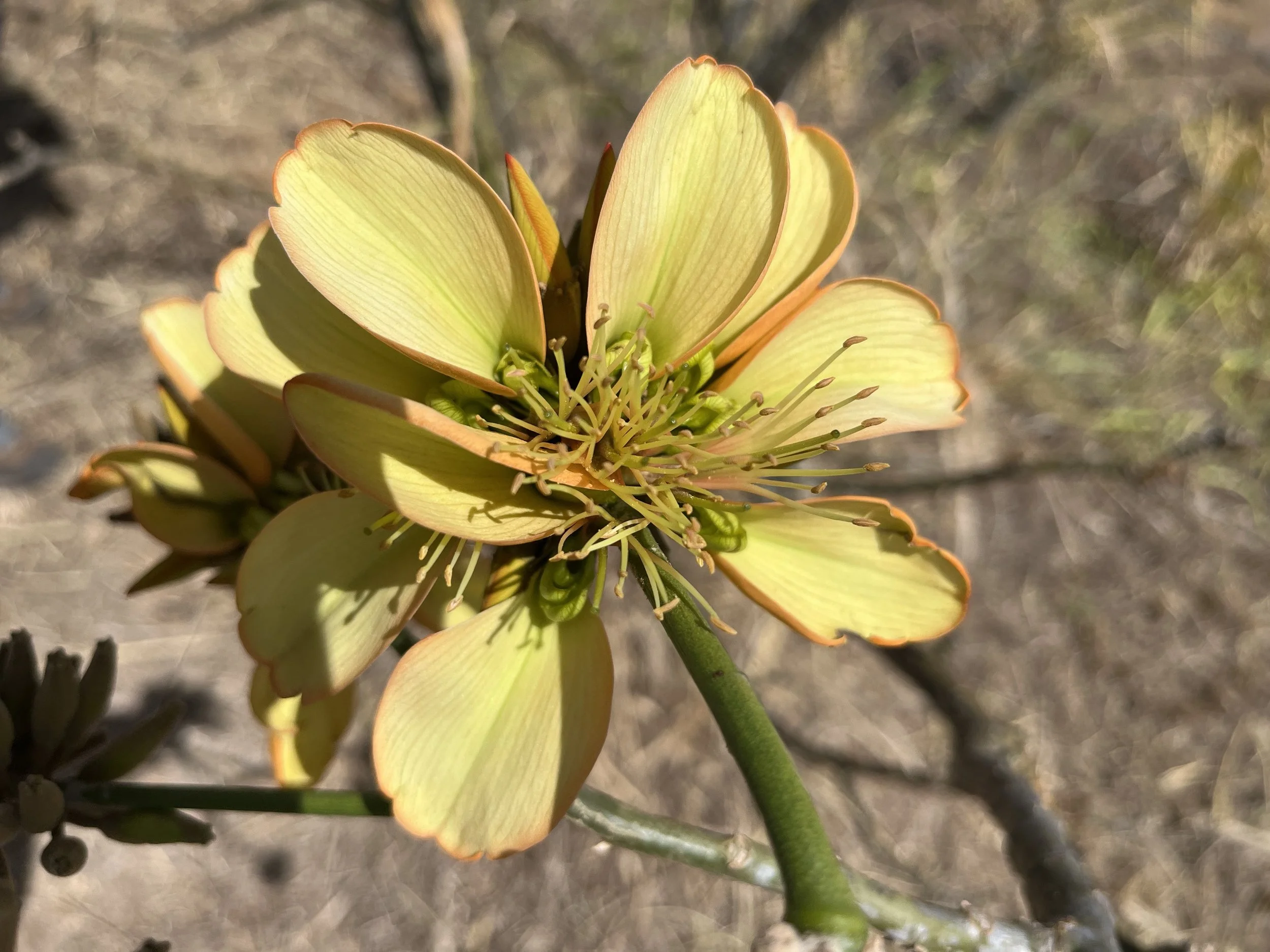 Why Pālehua Is Important for Native Ecosystem Restoration