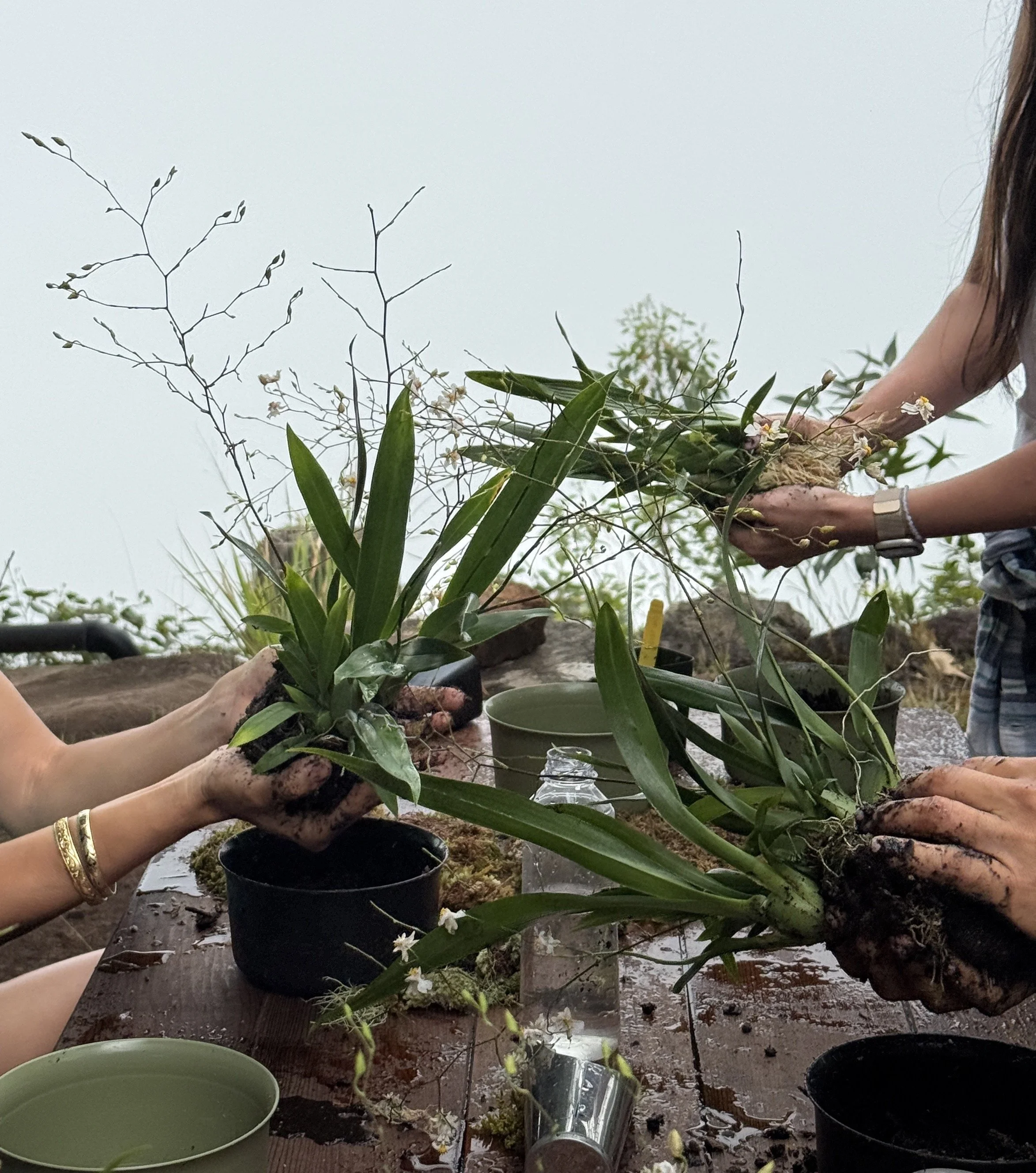 Orchid and Live Moss Kokedama Workshop at Ossipoff Cabin - February 2026