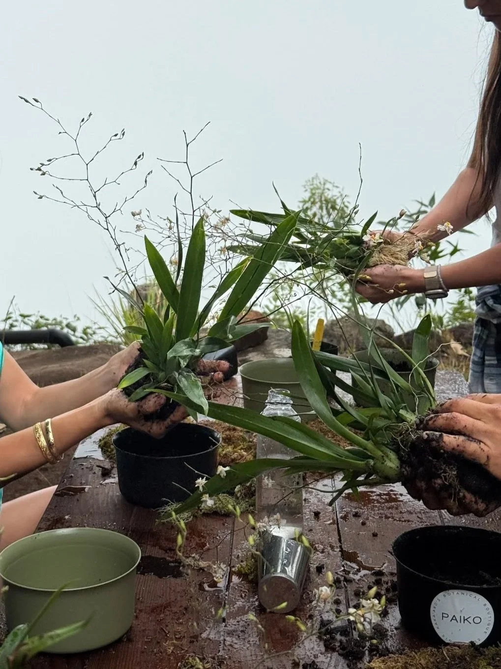 Kokedama Workshop at Ossipoff Cabin - July 11, 10 AM - 1 PM