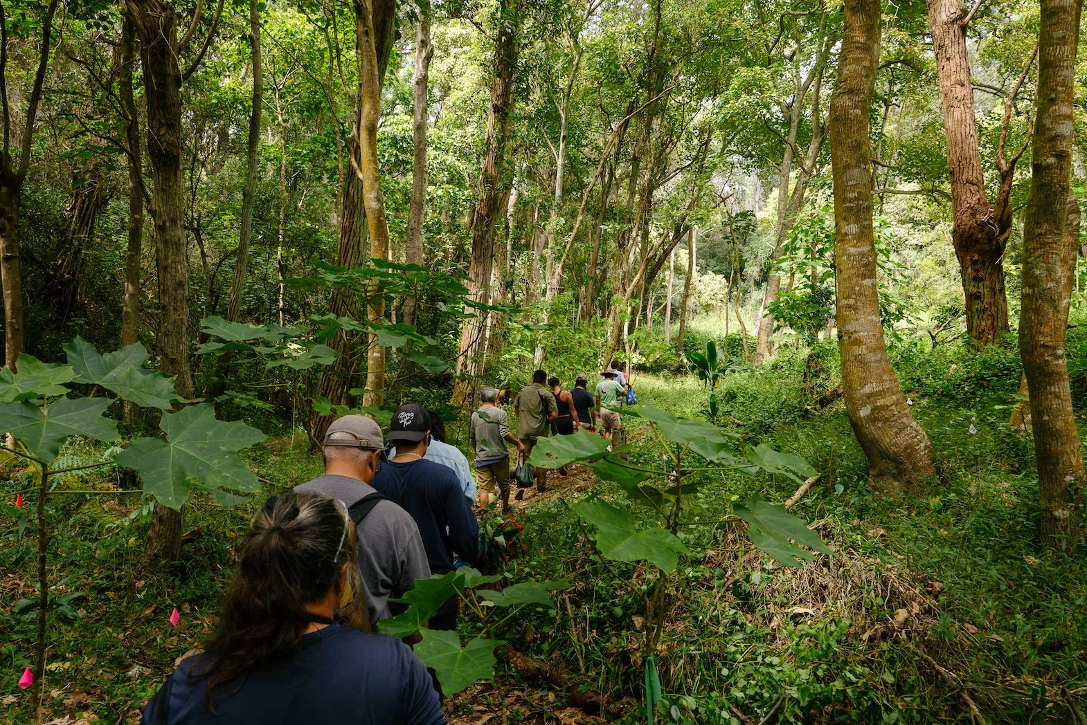 Palehua volunteers in the forest