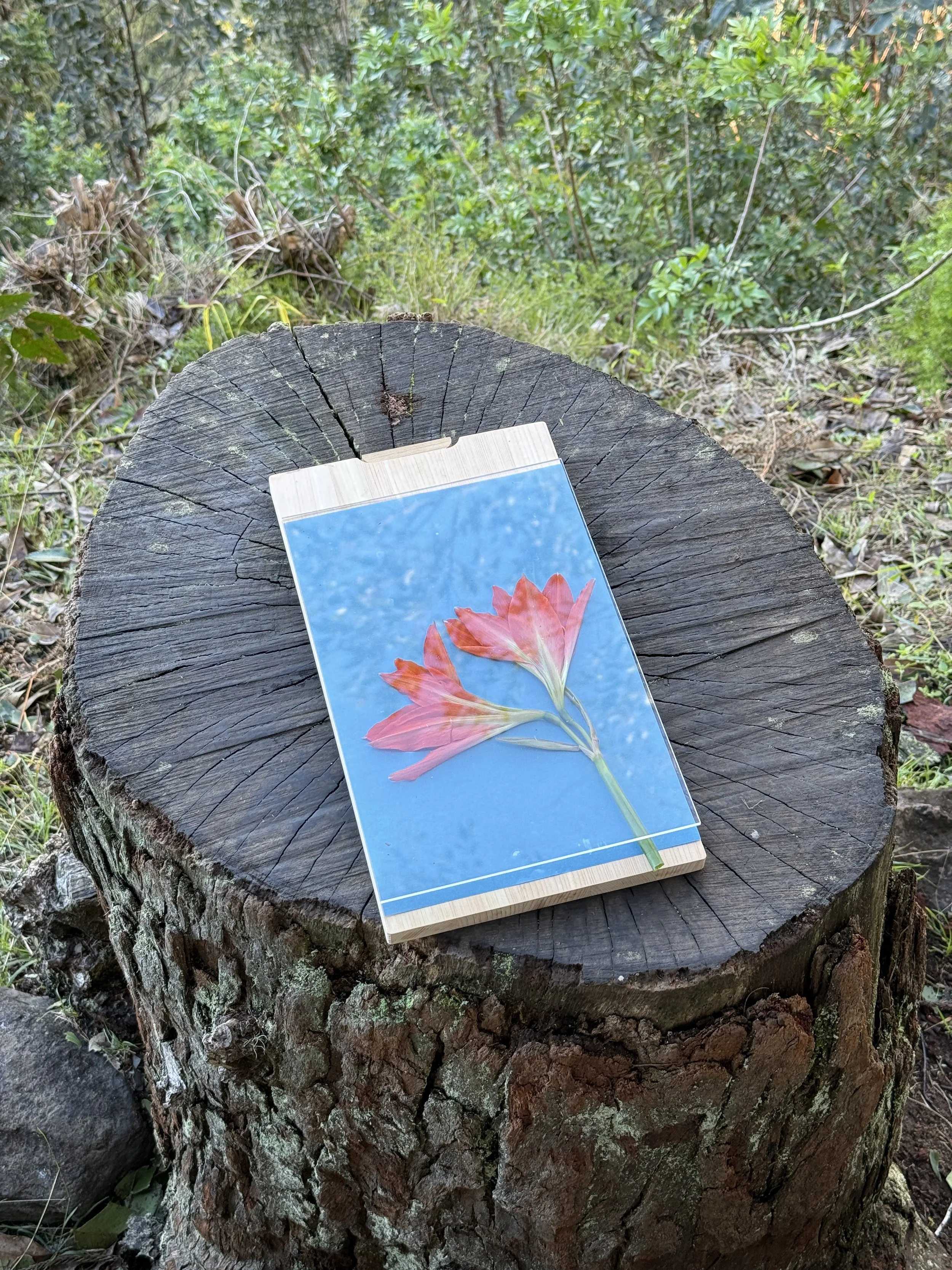 Botanical Cyanotype Brunch at Ossipoff Cabin - June 2026