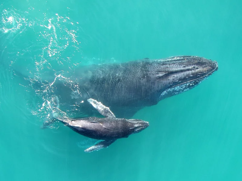 Whale X