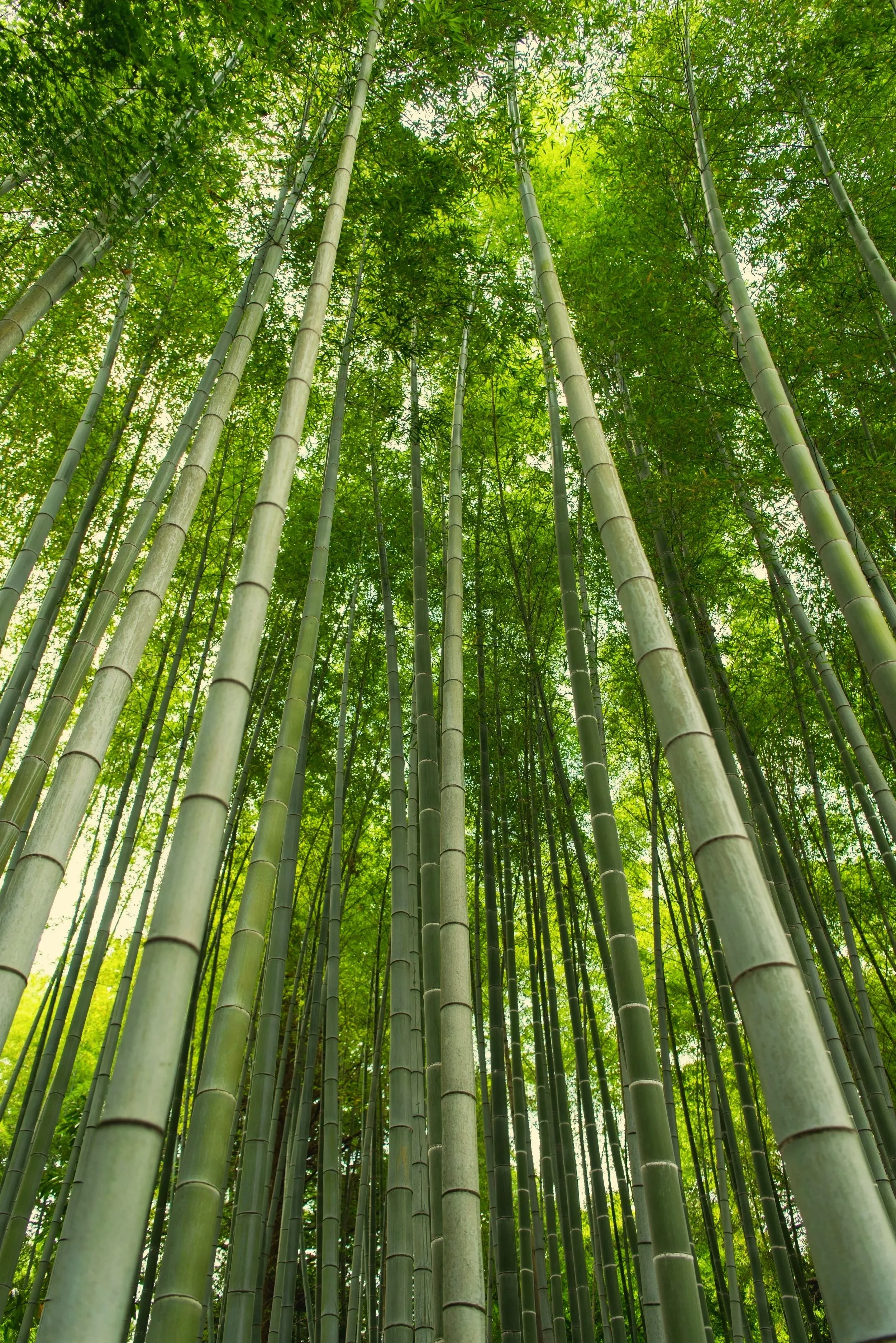 Bamboo grove in Kyoto, Japan with lush green leaves seen from below.