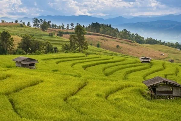 rice-paddy-chiang-mai-thialand-spring-travel.jpg