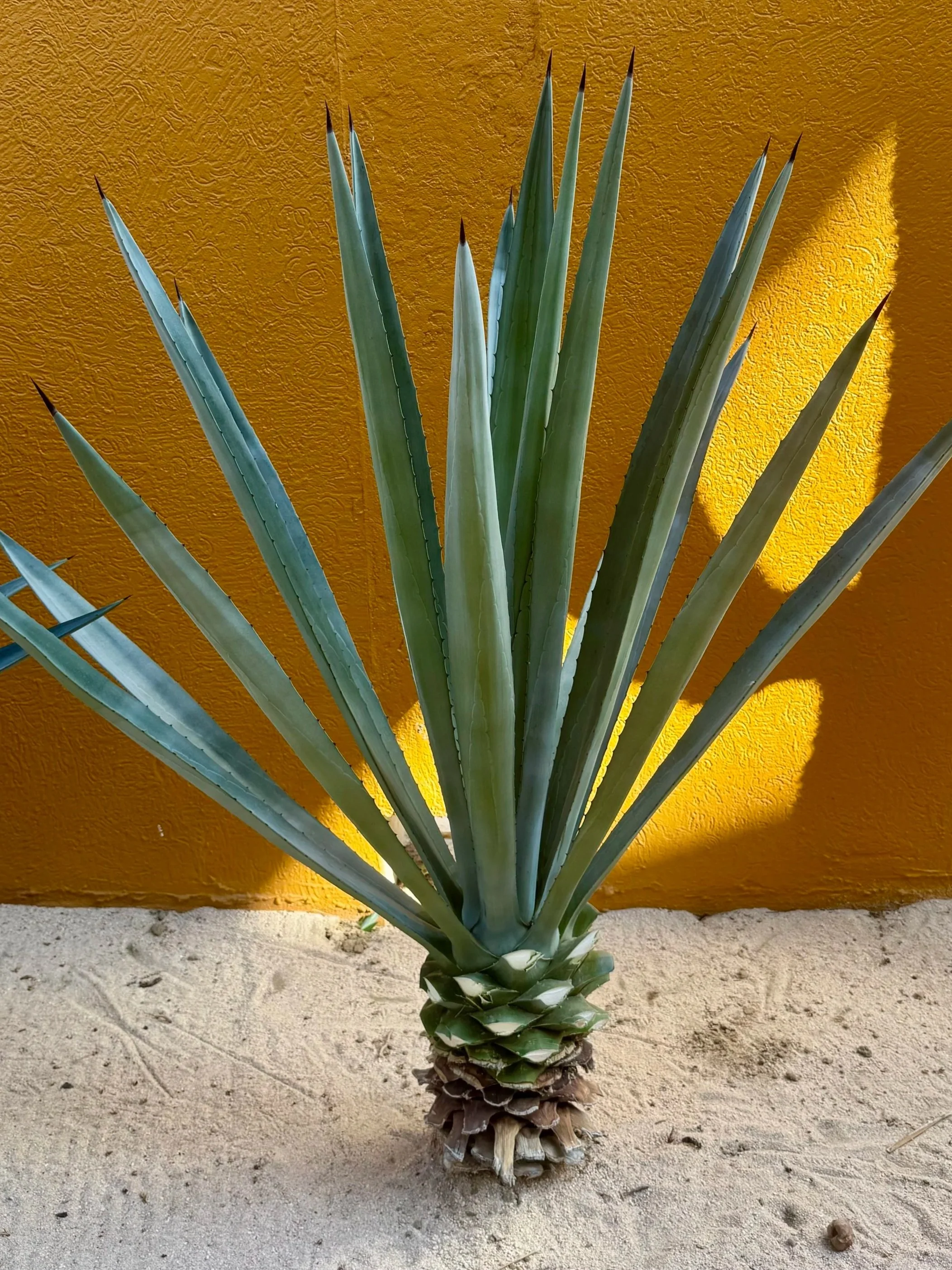 ancestral-spirits-trail-agave-plant.jpg