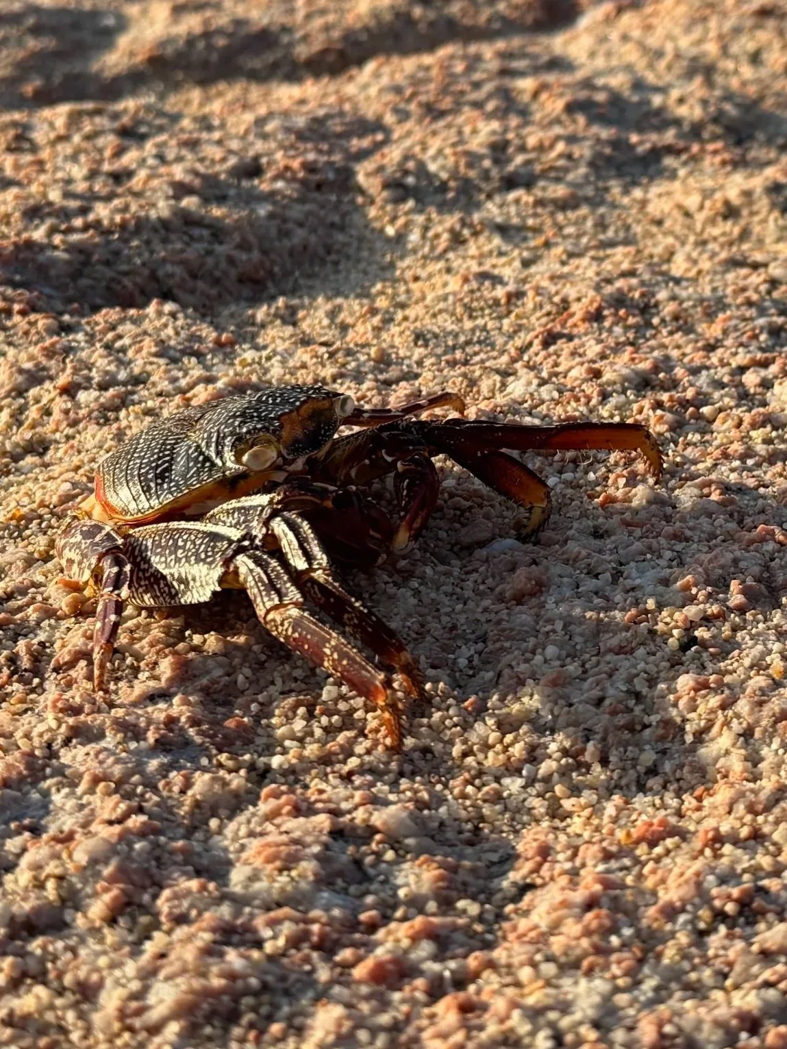 crab-sea-of-cortez.jpg