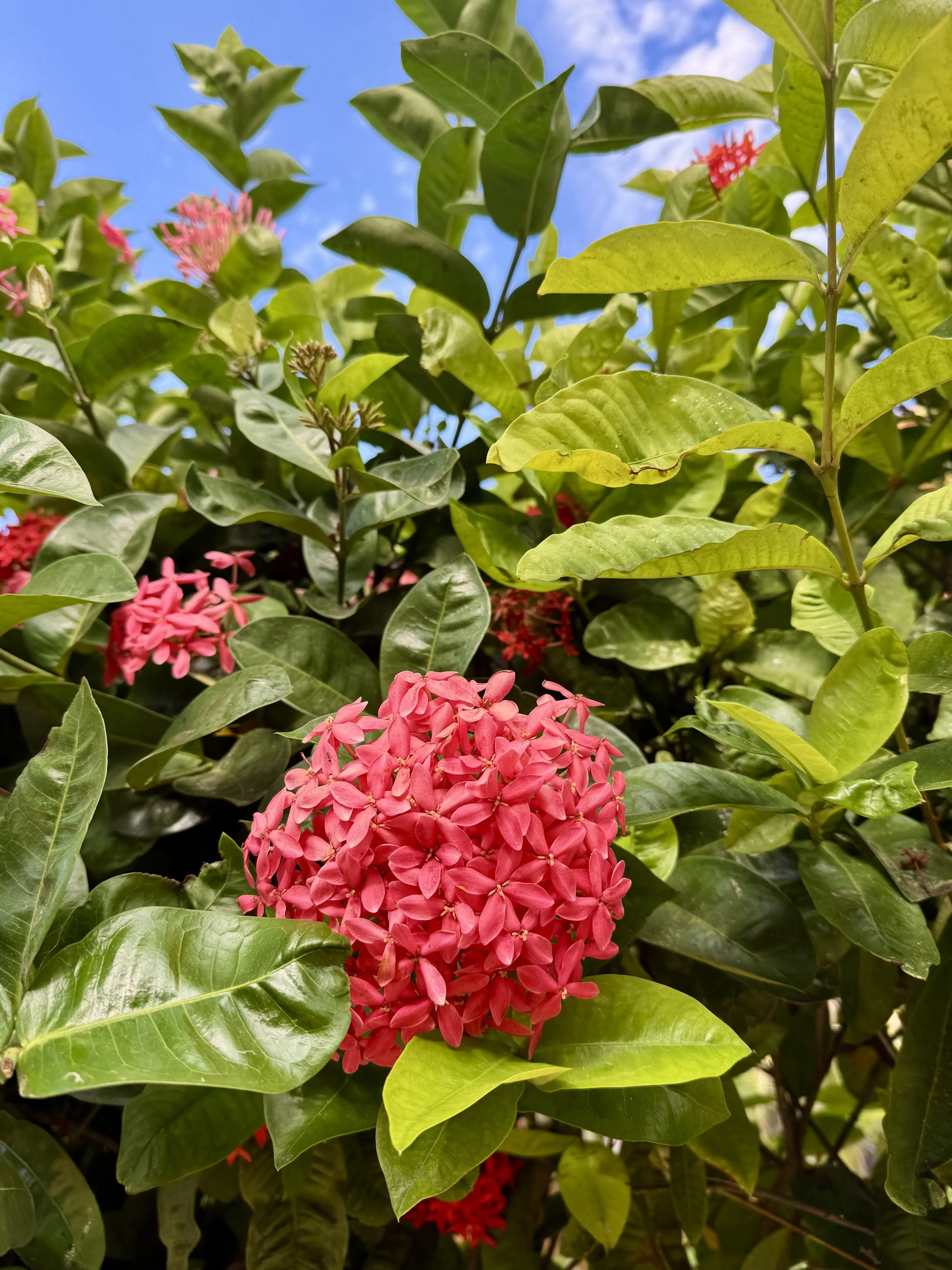 flowers-cabo-color-palette.jpeg