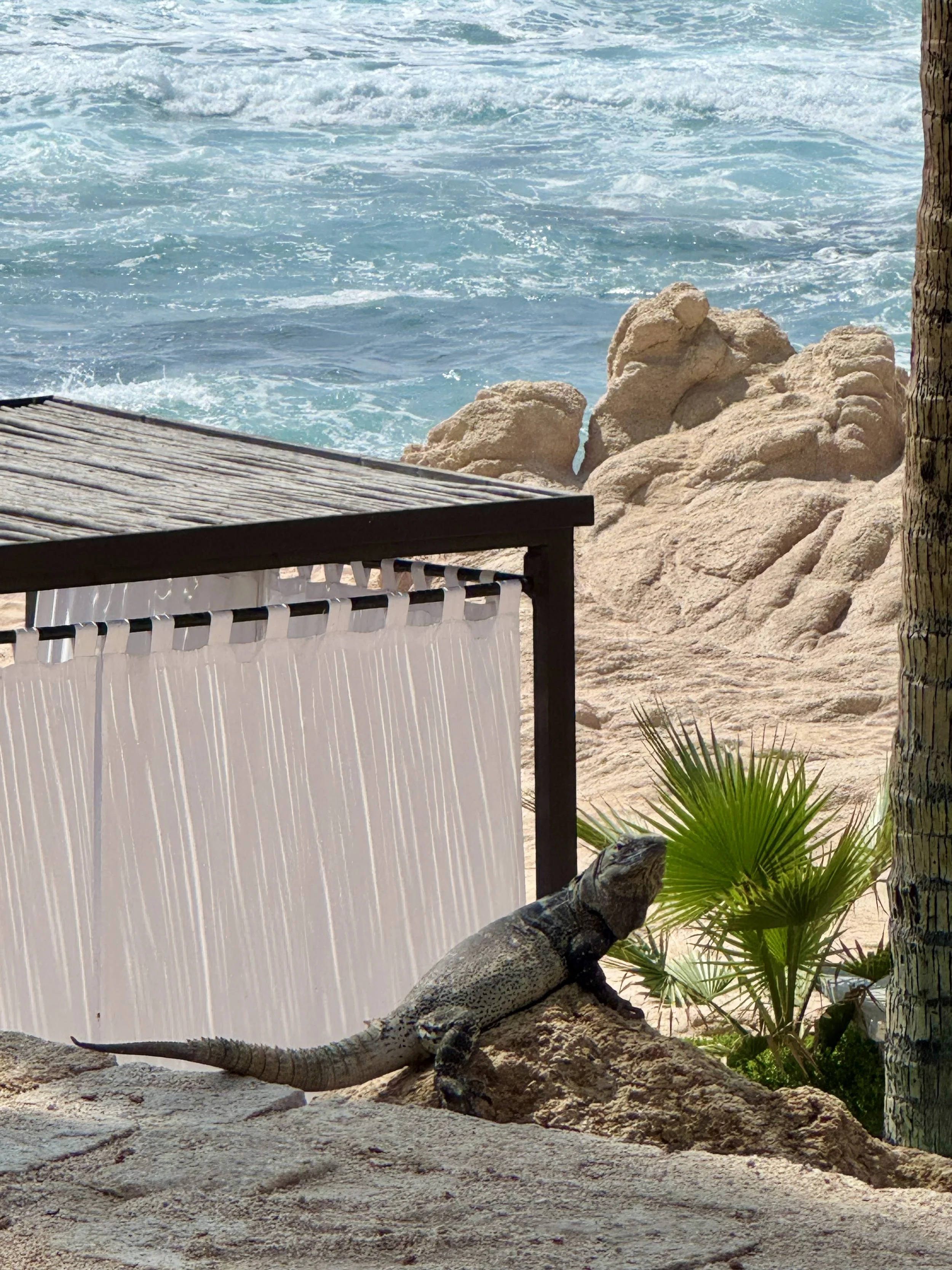 grand-fiesta-americana-pancho-iguana.jpeg