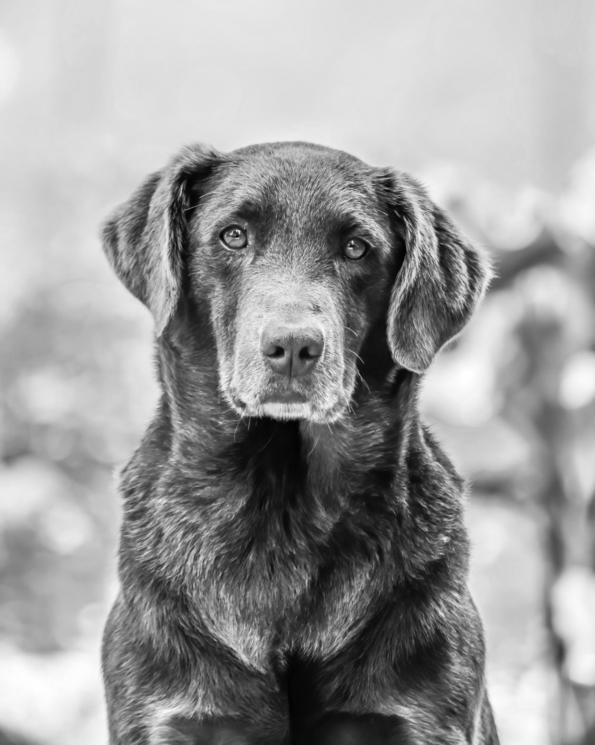 Myth 3: You can’t teach an old dog new tricks