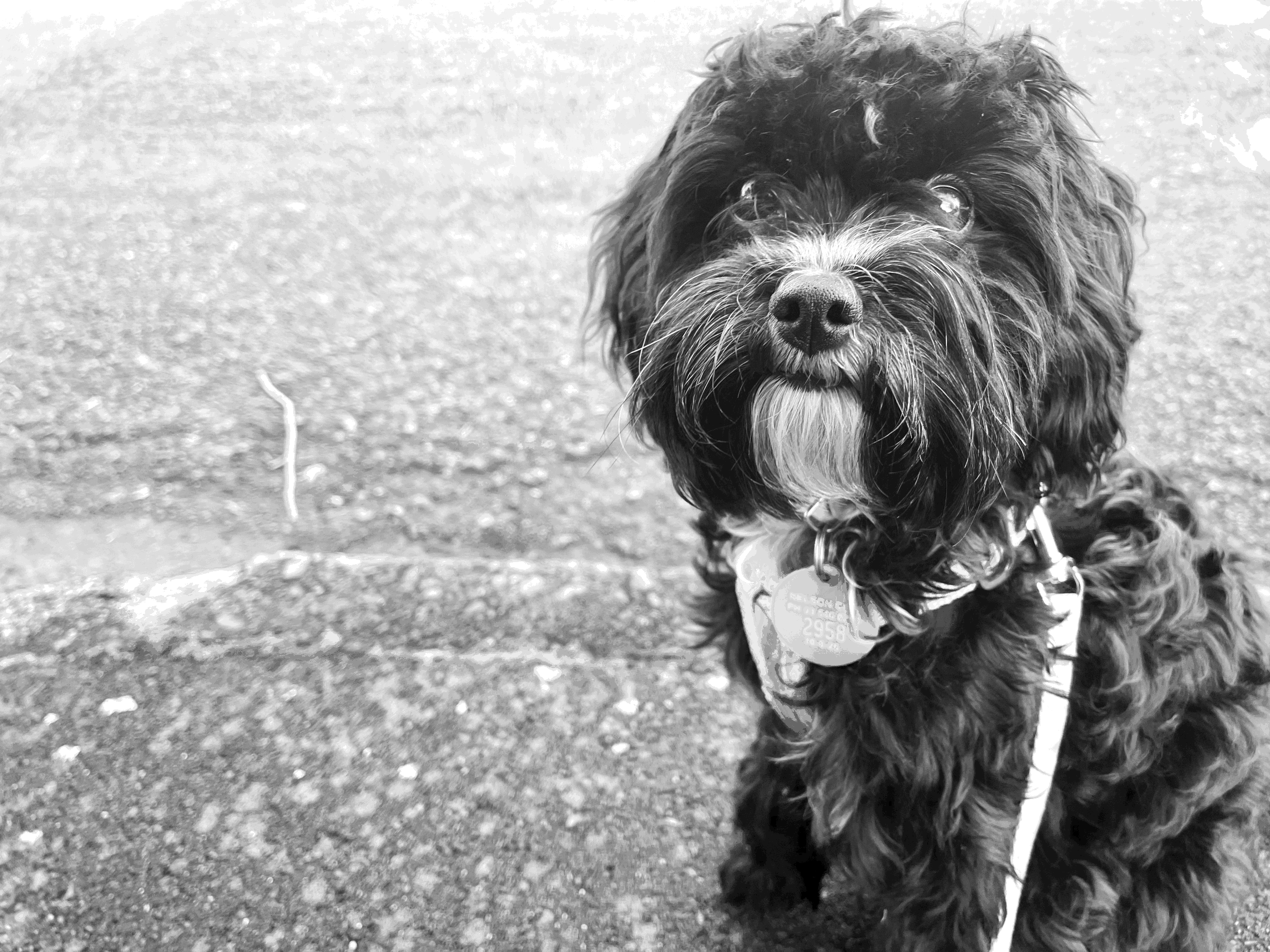 Lessons from Lola: Reflections on Christian Discipleship