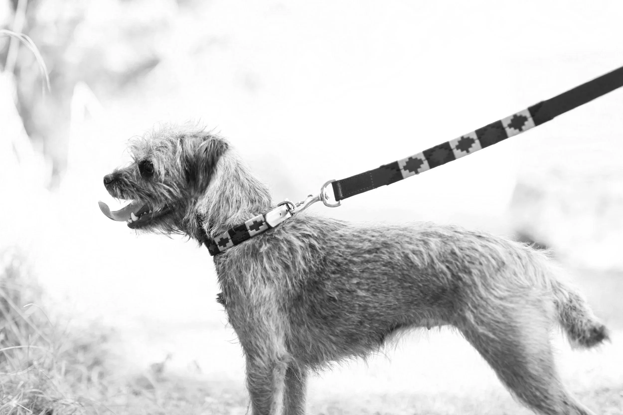 Lessons from Lola: Who's Holding the Lead? 