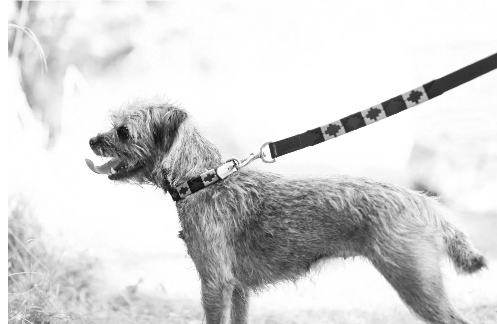 Lessons from Lola: Who's Holding the Lead? 