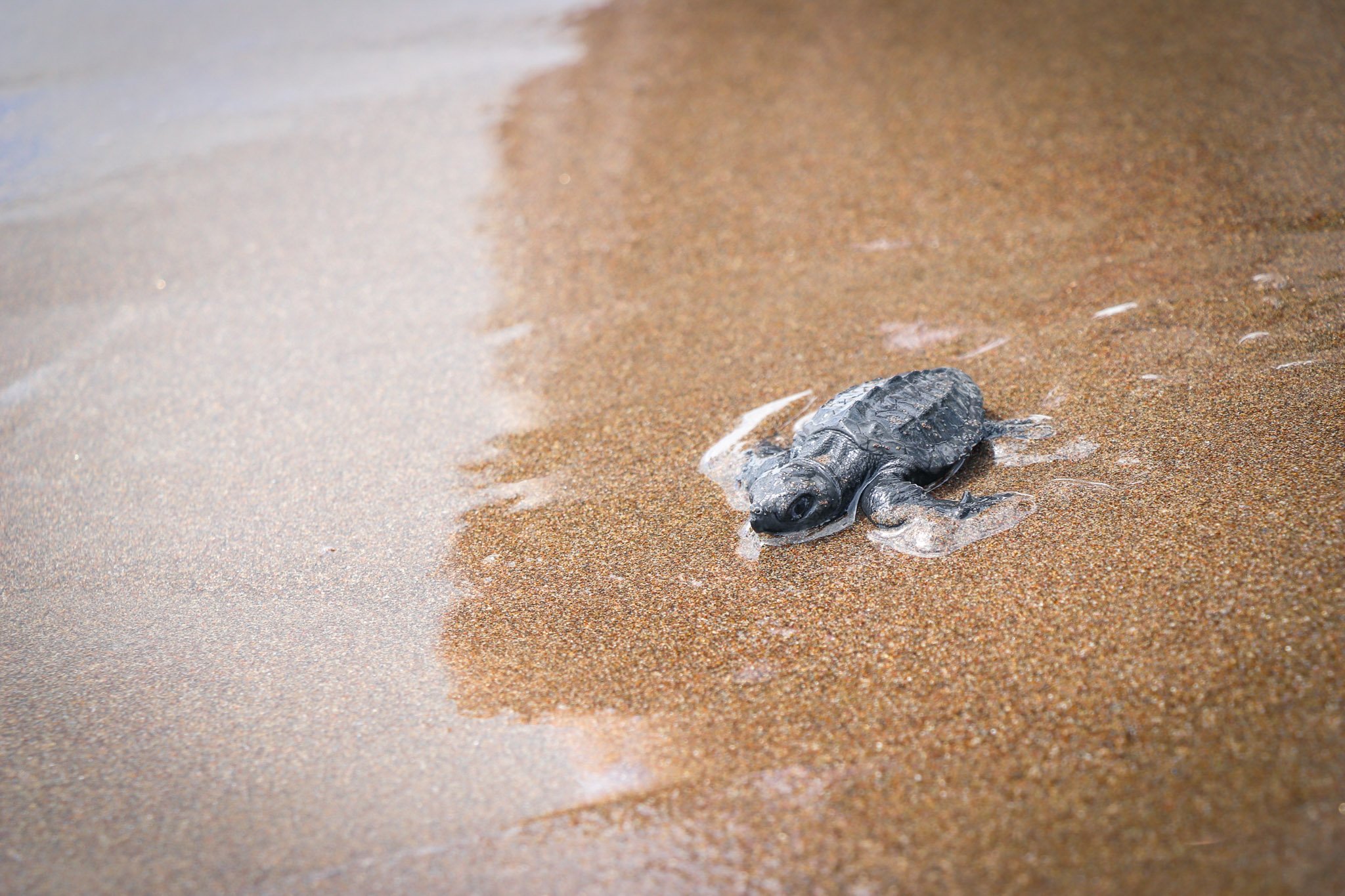 Shift El Salvador - 2025 - Planeta Vivo - web ready-05.jpg