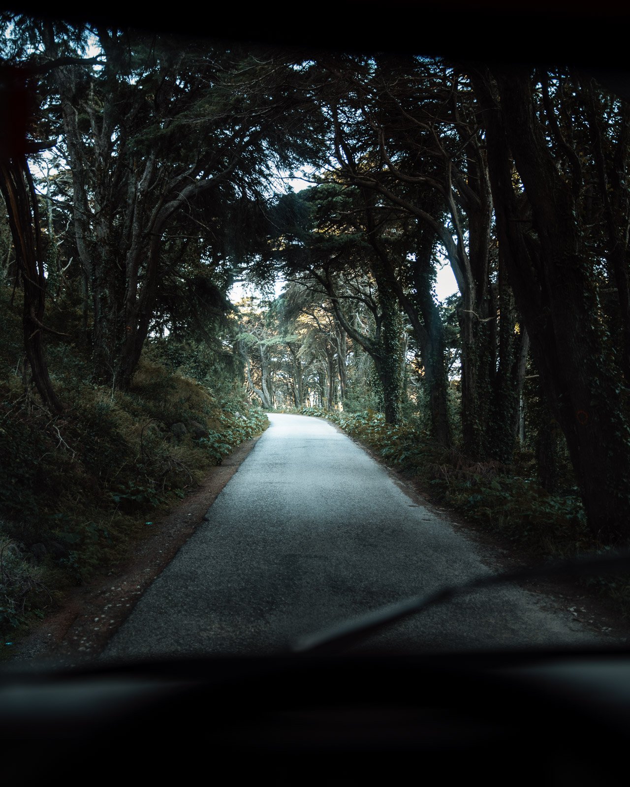 Straße, die durch einen Baumtunnel führt in einem Wald